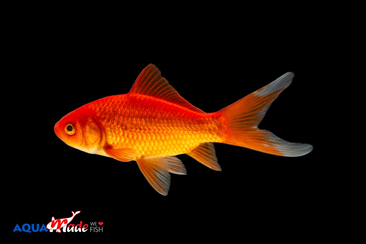 Goldfisch rot Comet