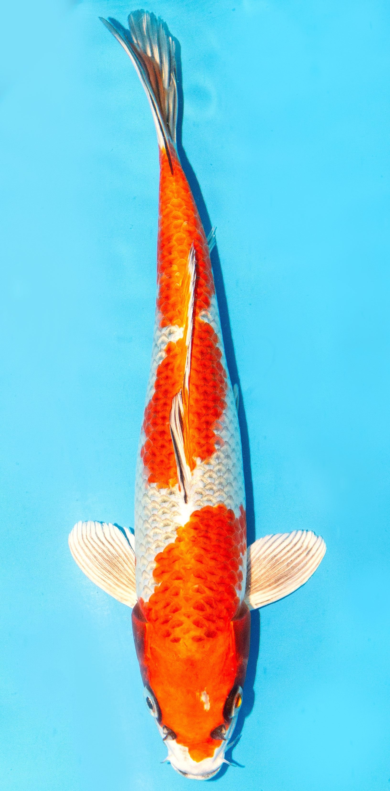 Koi 30-35cm Nr. 1006