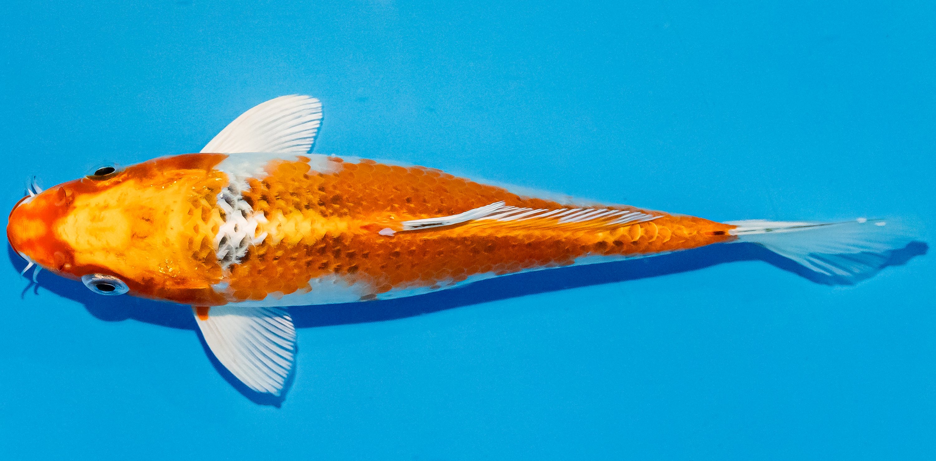Koi 17-20cm Nr. 2120