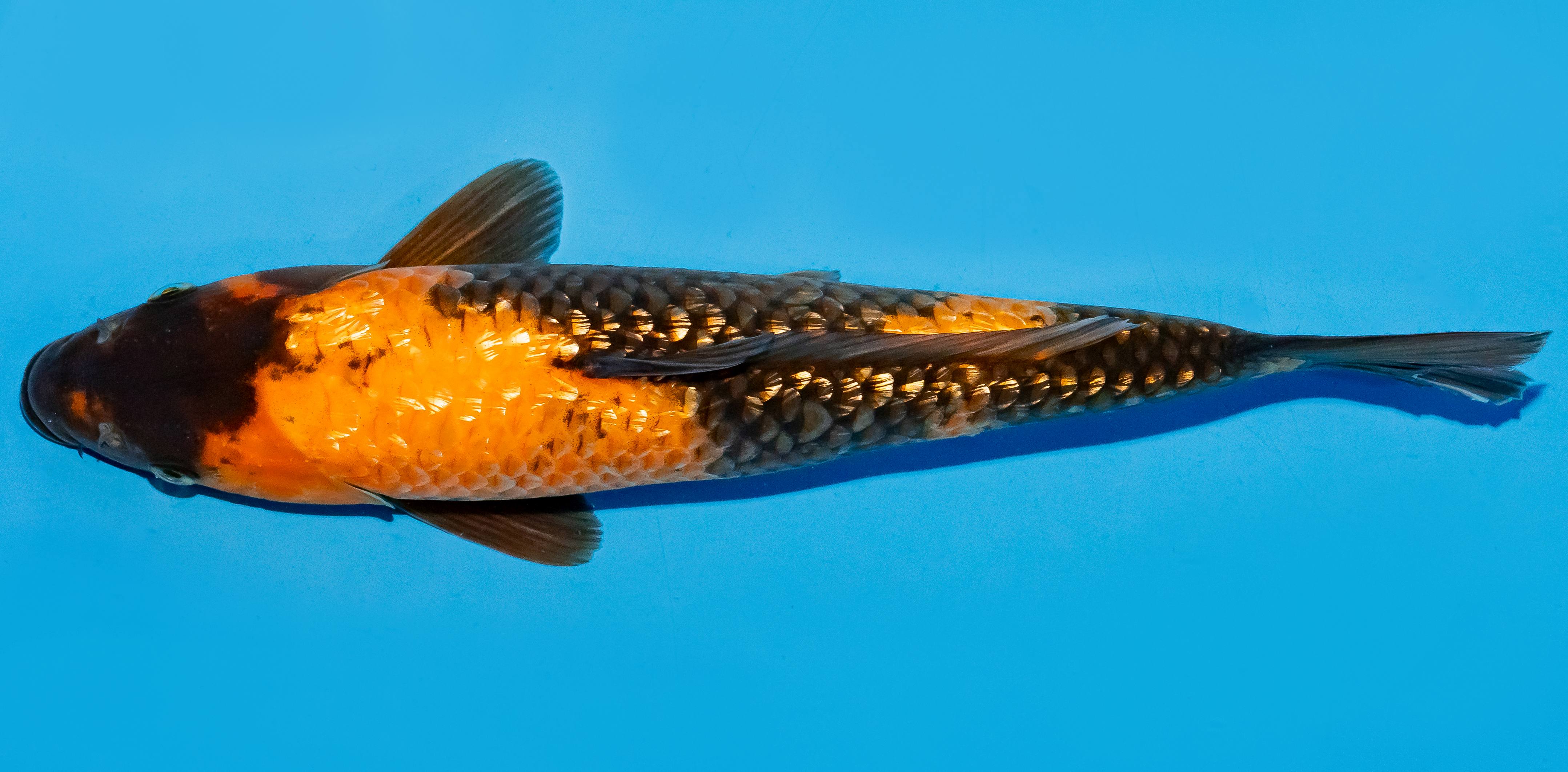 Koi 35-40cm Nr. 5016
