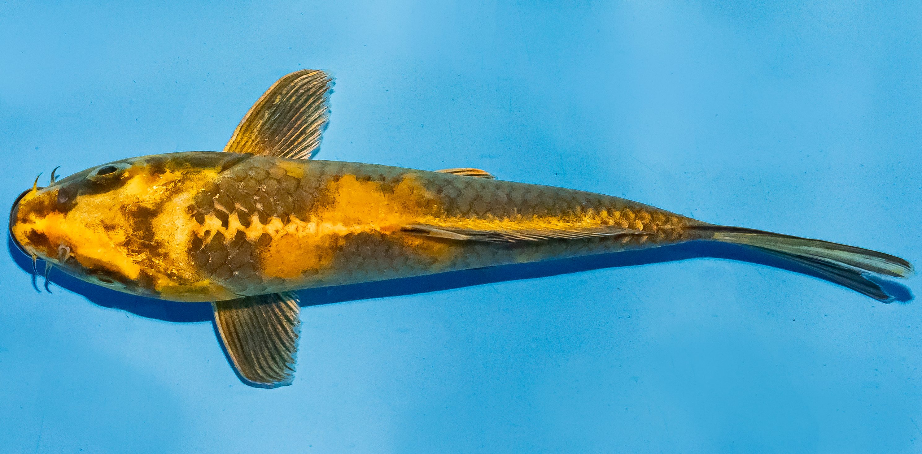 Koi 17-20cm Nr. 4560