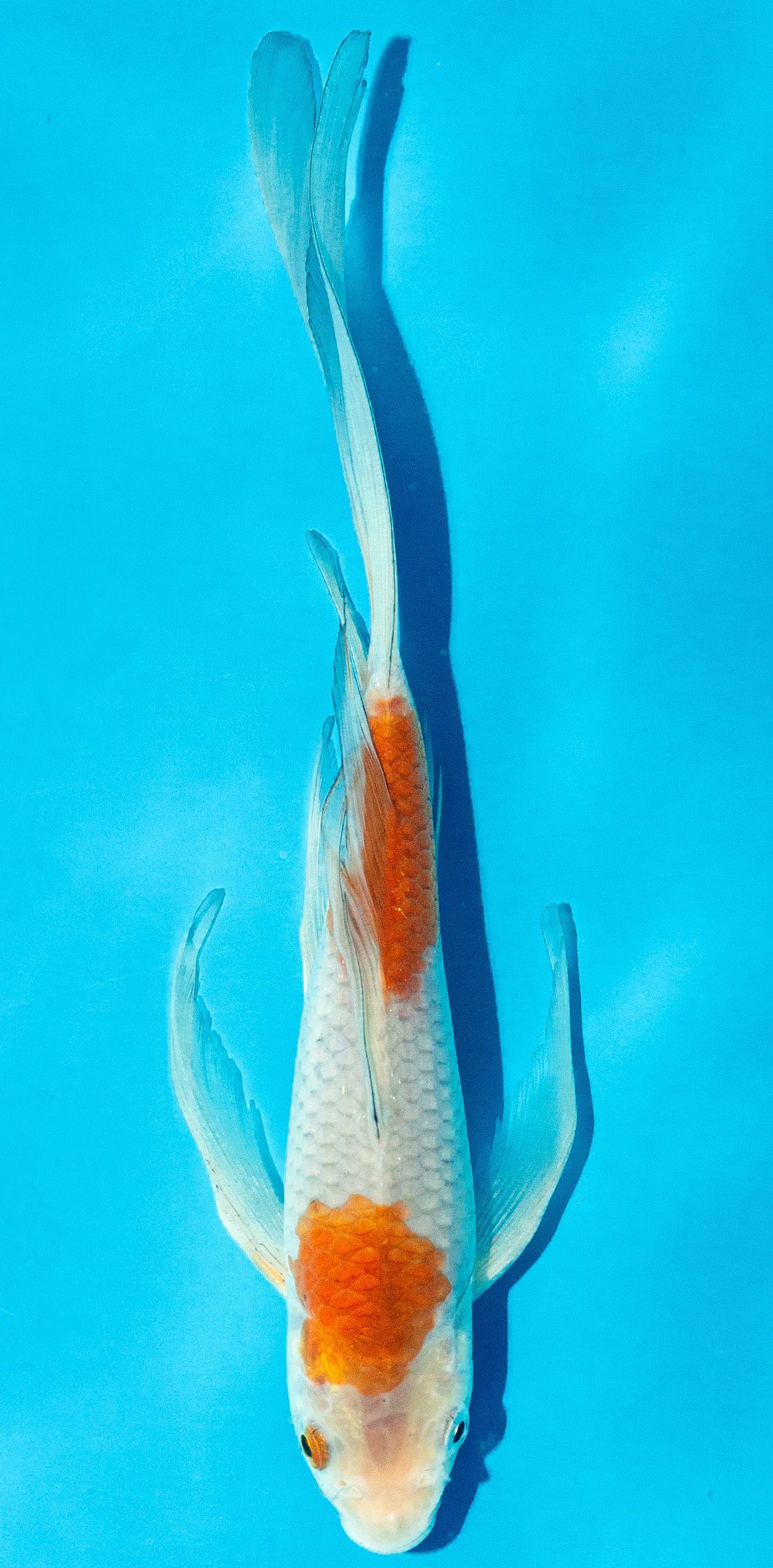 Butterfly Koi 20-25cm Nr. 4301