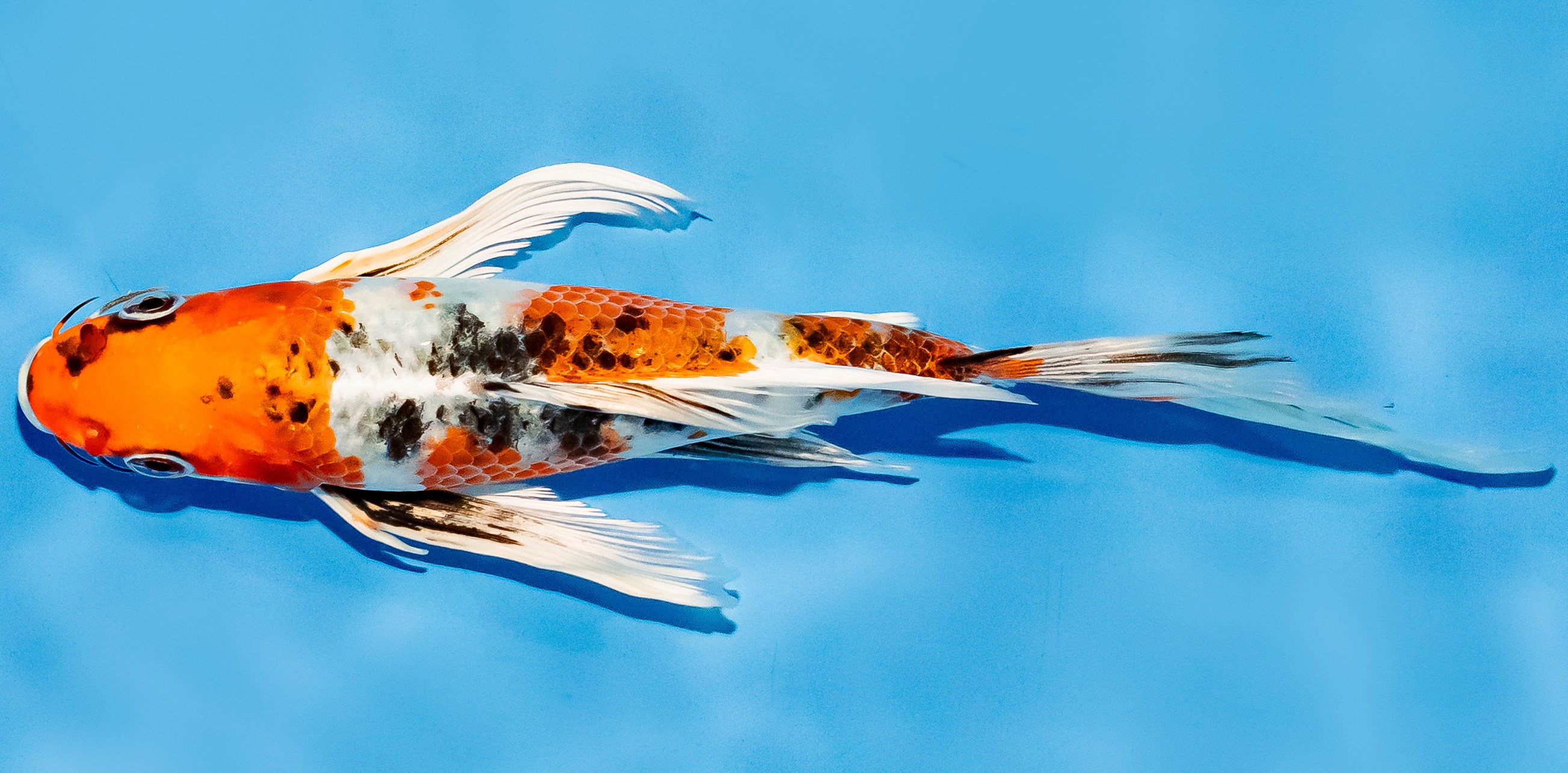 Butterfly Koi 20-25cm Nr. 5474