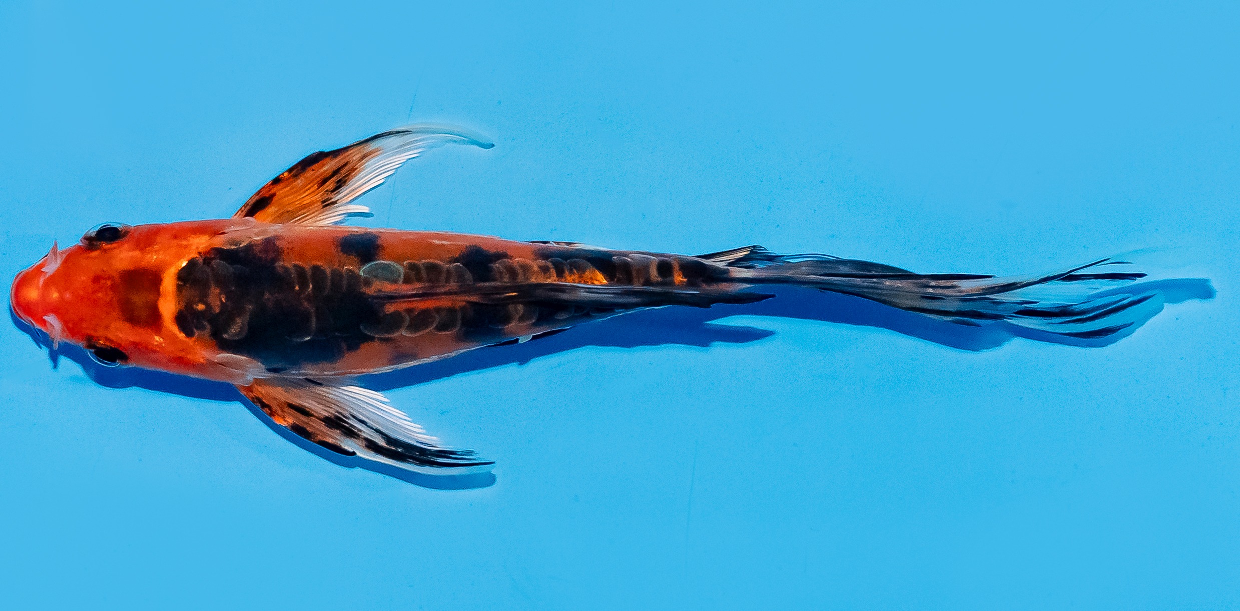 Butterfly Koi 14-17cm Nr. 7453