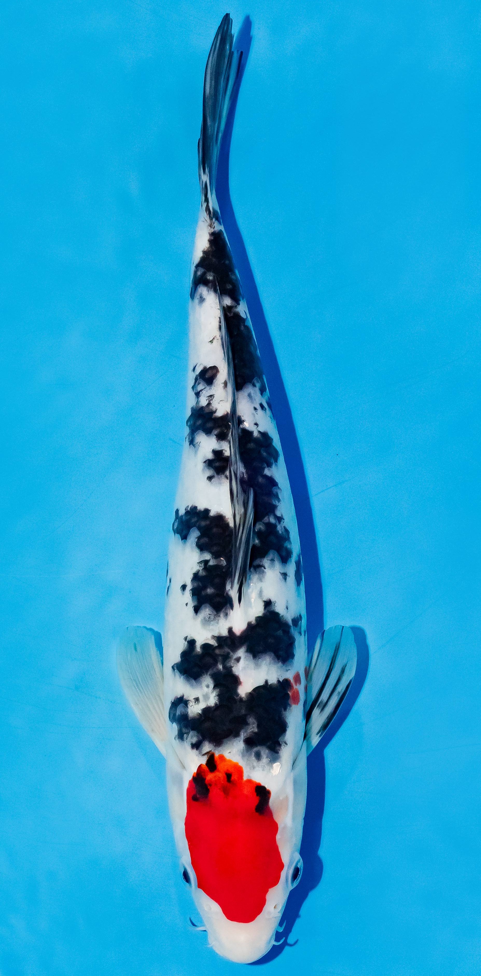 Koi 25-30cm Nr. 6240