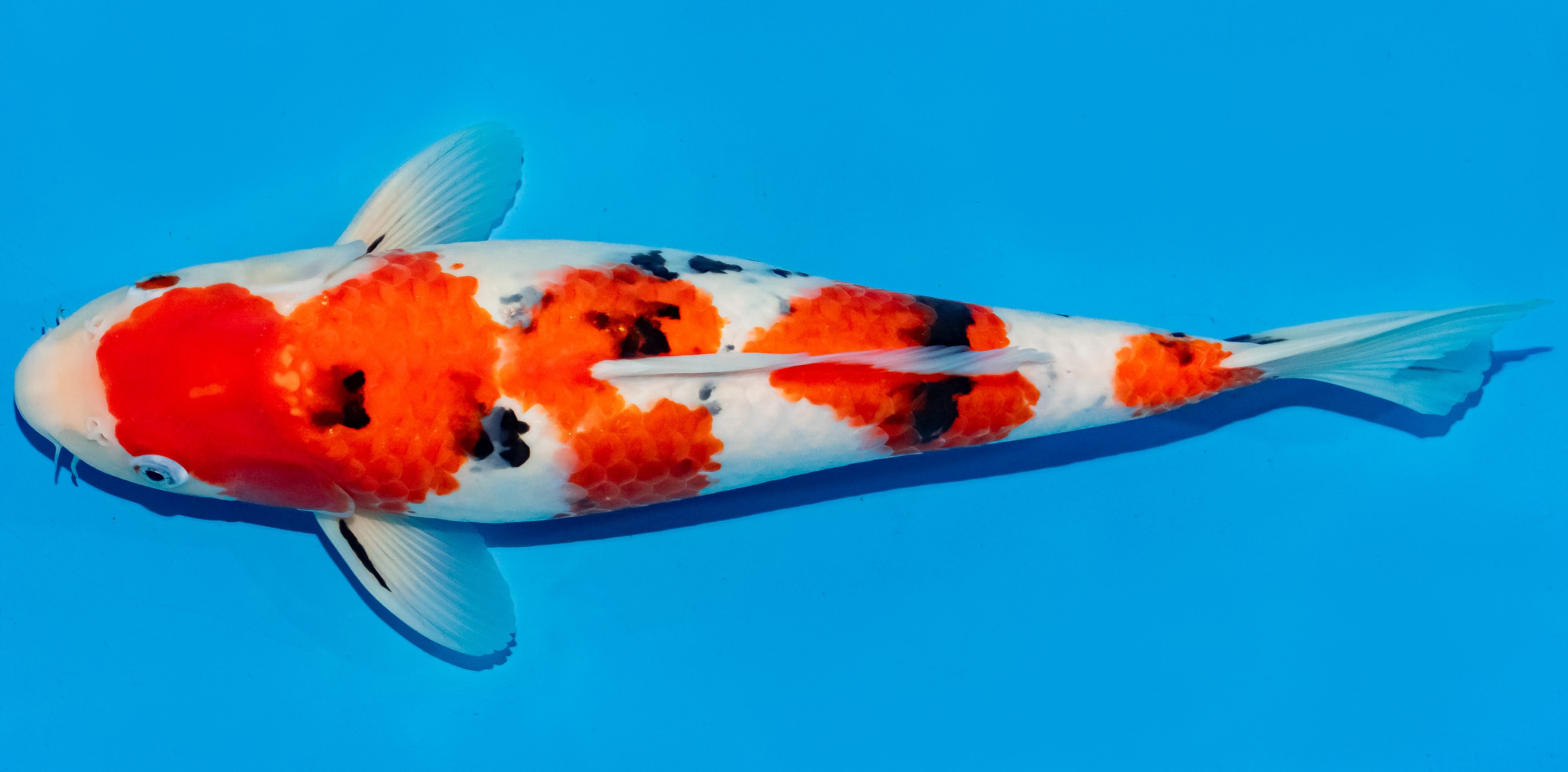 Koi 35-40cm Nr. 6735