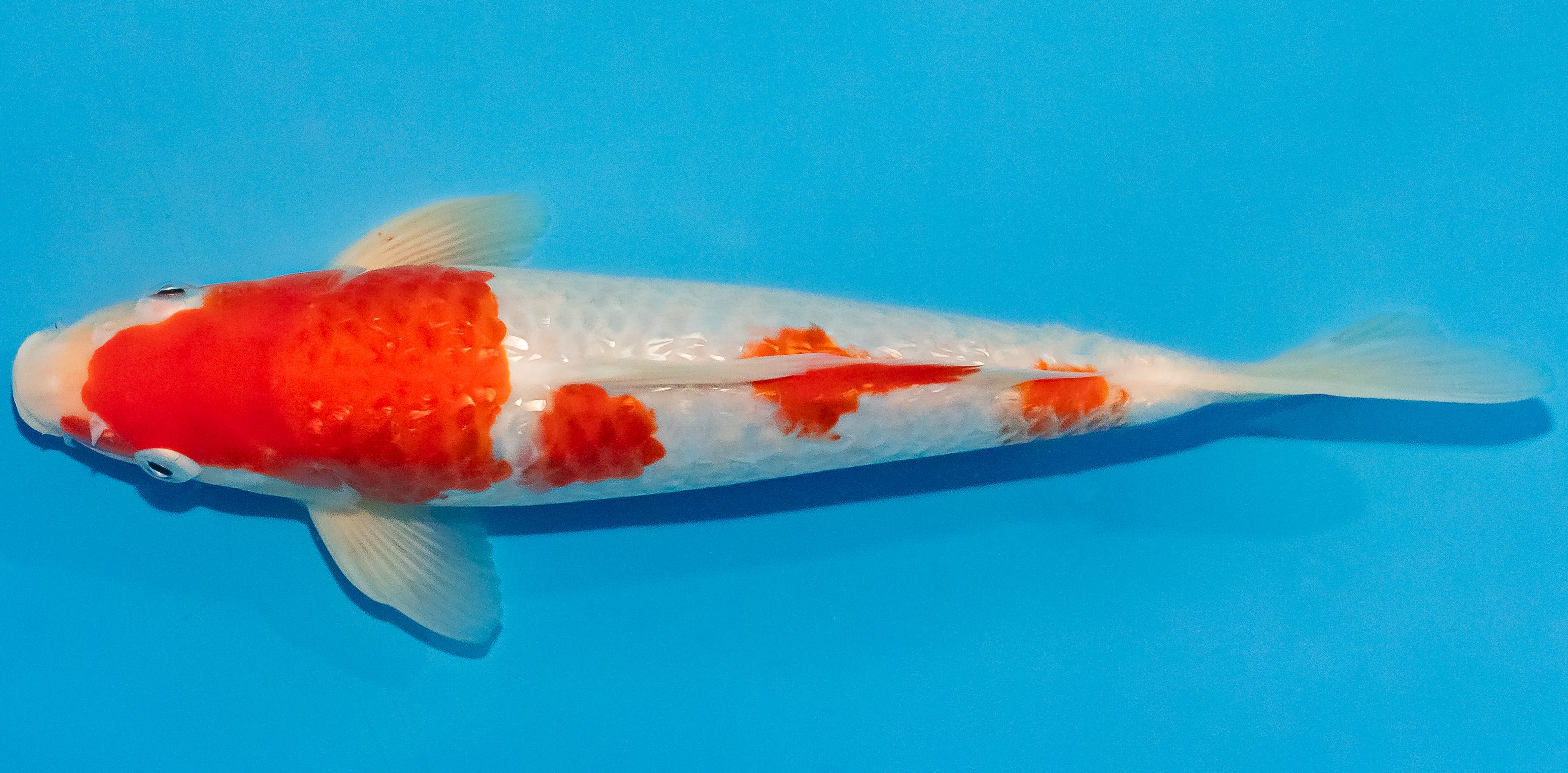 Koi 25-30cm Nr. 1531