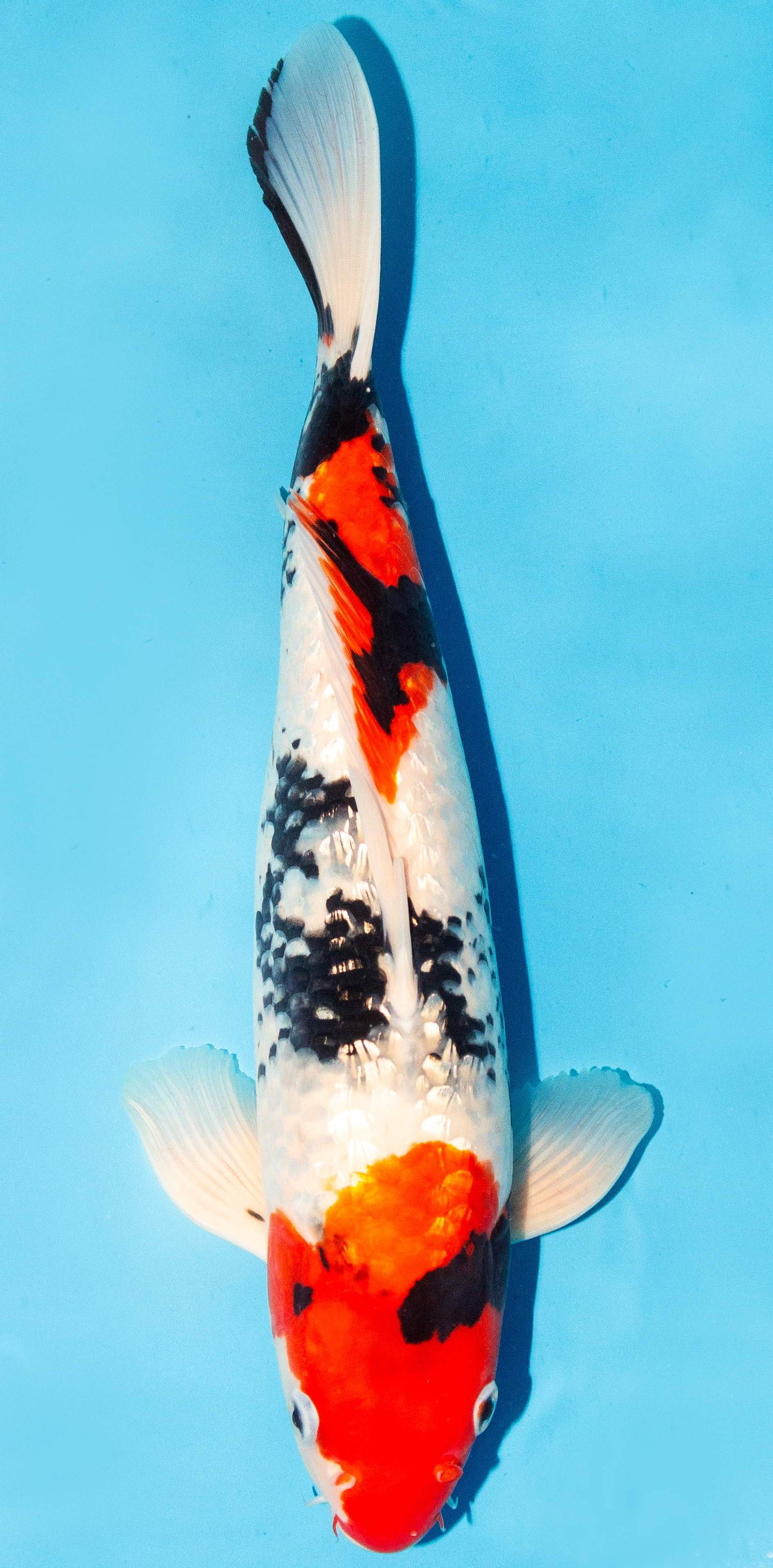 Koi 35-40cm Nr. 1340