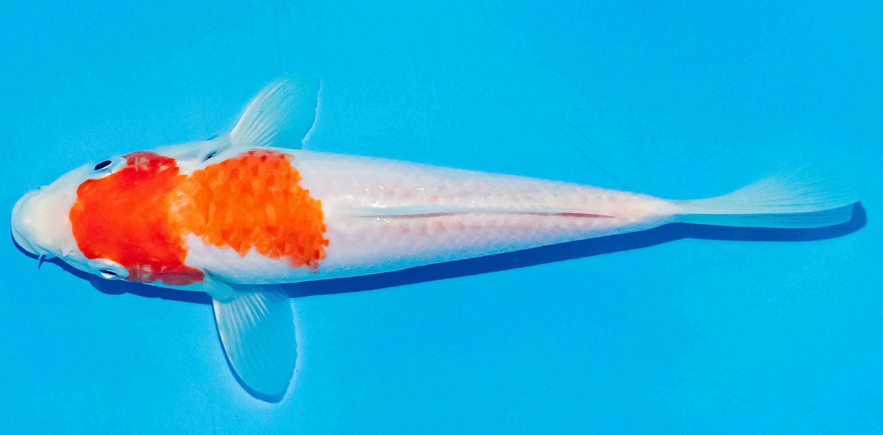 Koi 17-20cm Nr. 4578