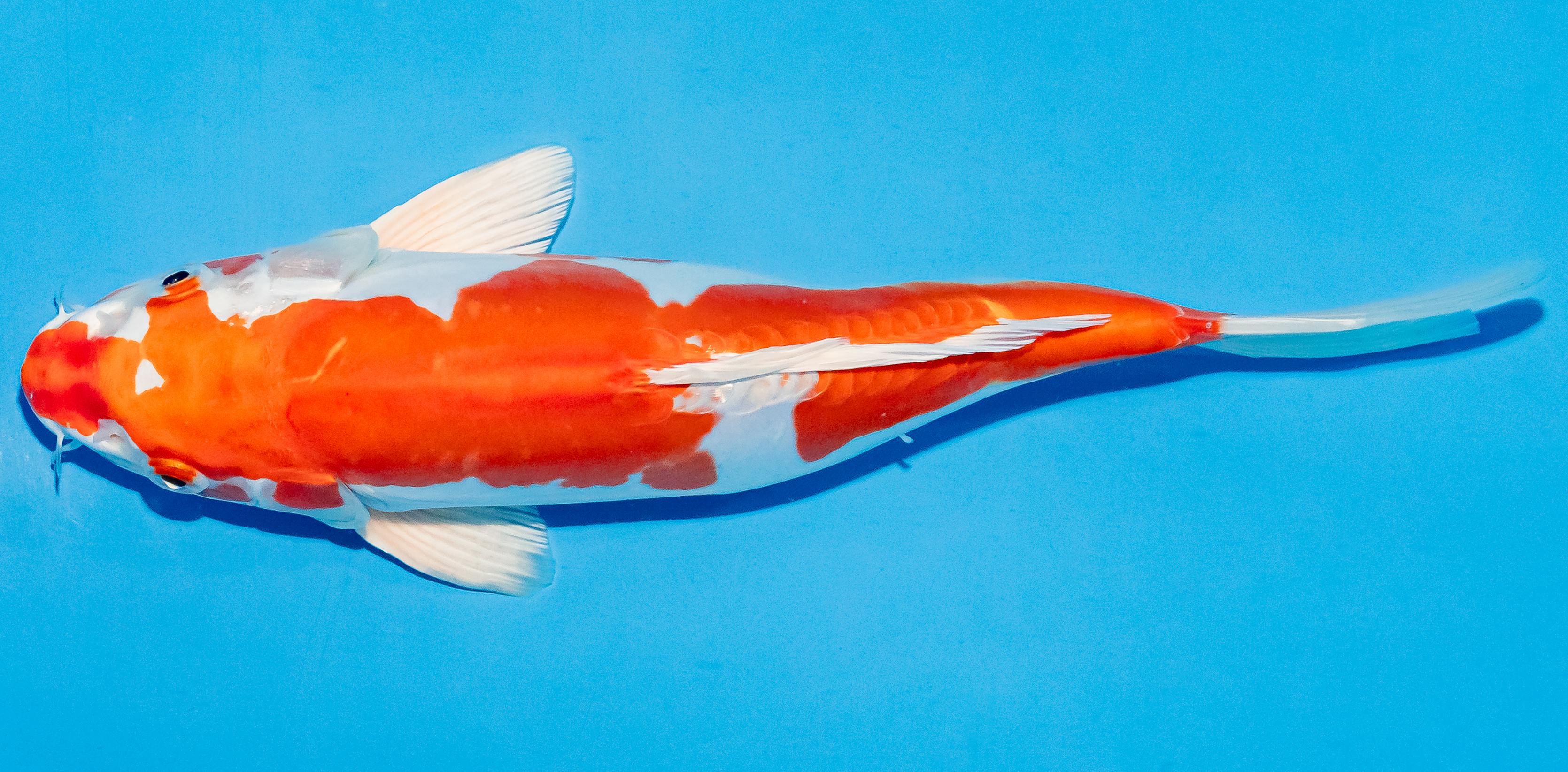 Koi 25-30cm Nr. 6280