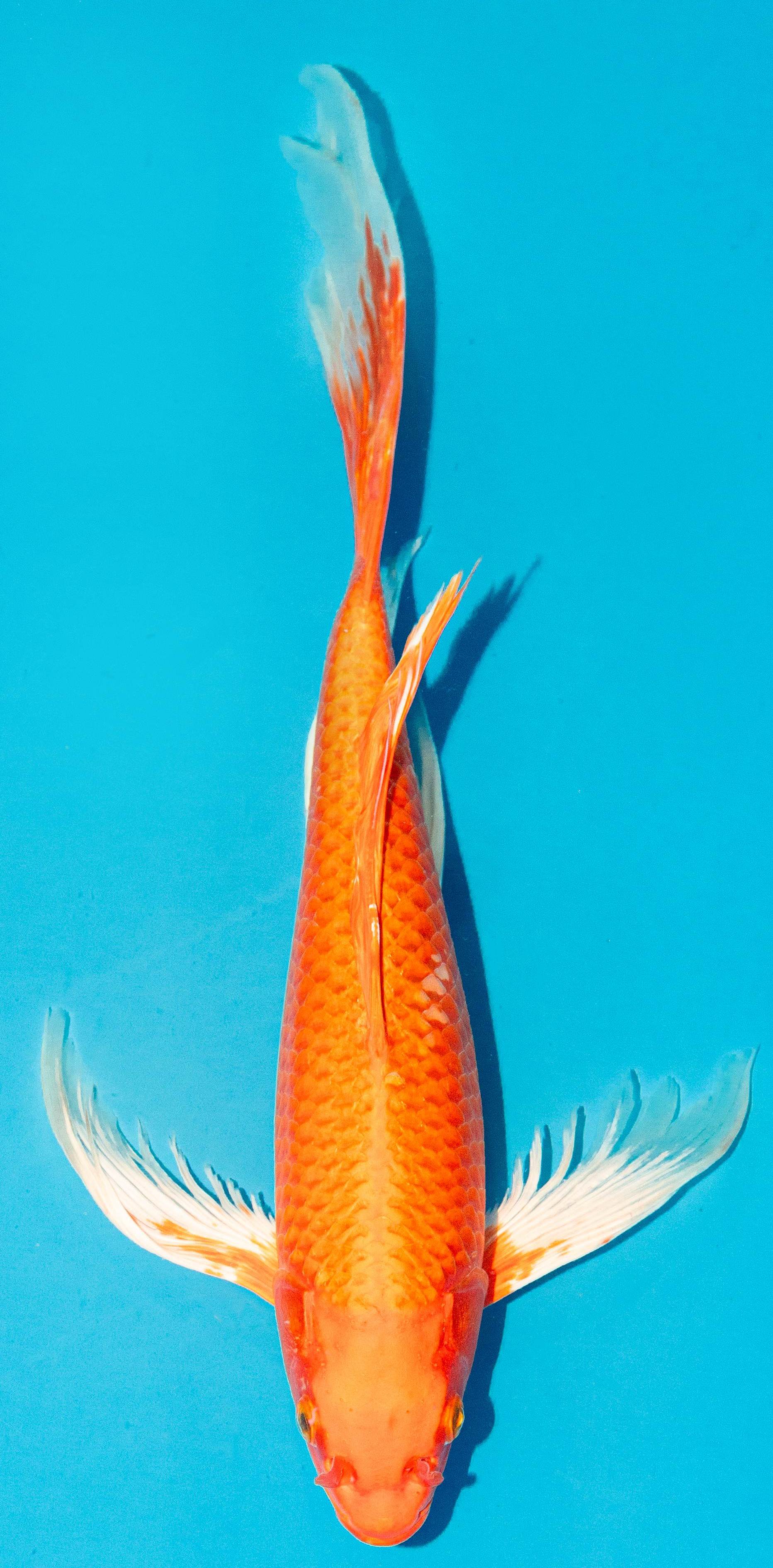 Butterfly Koi 35-40cm Nr. 4529