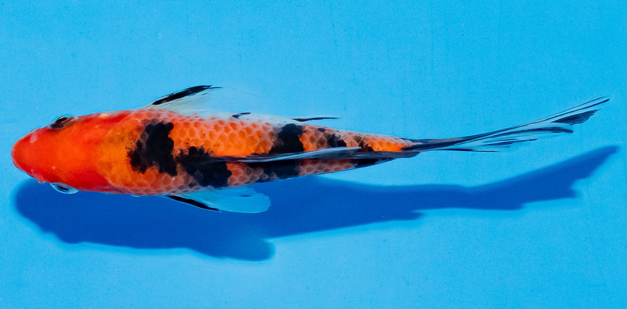Butterfly Koi 14-17cm Nr. 5783
