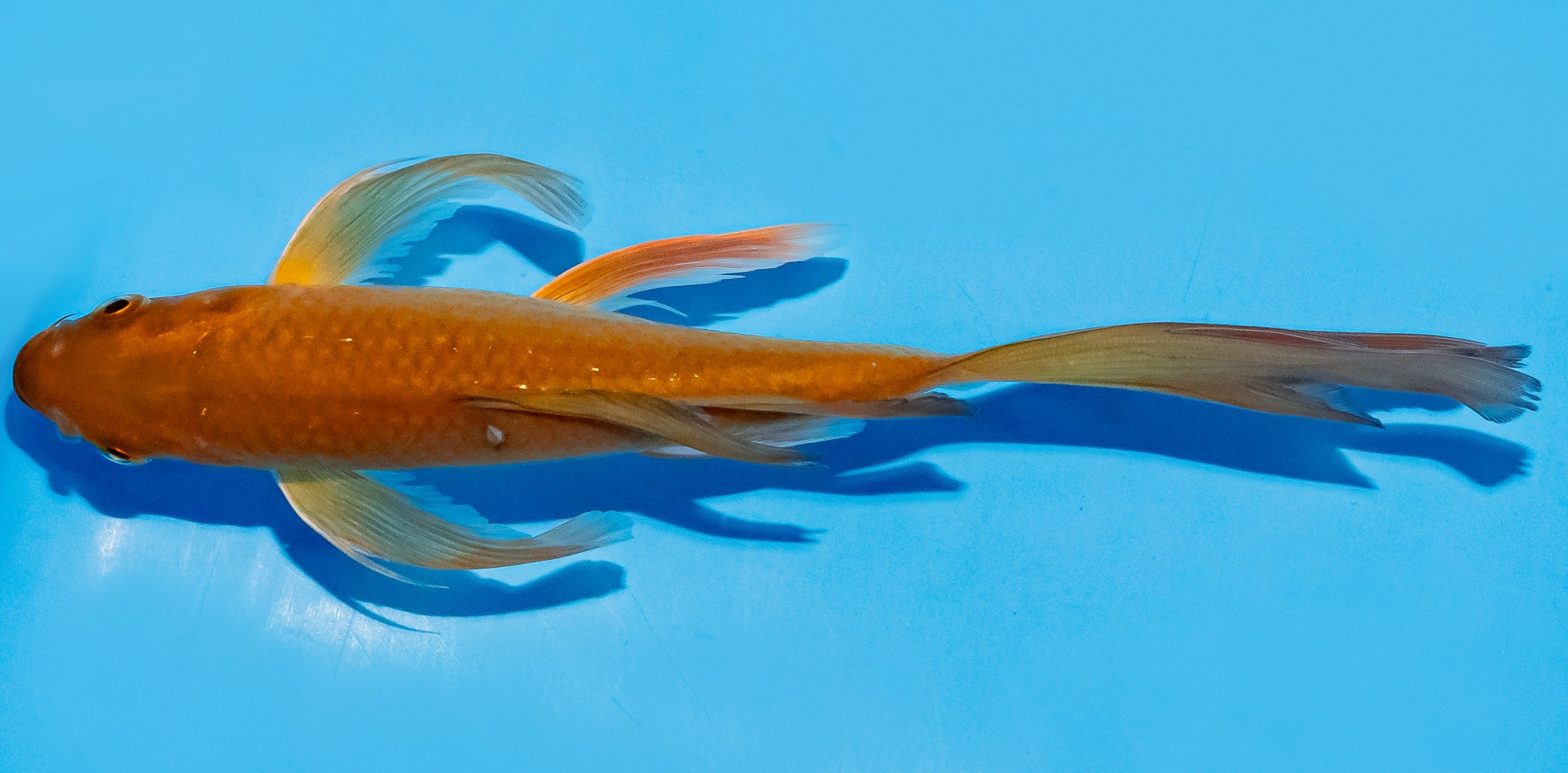 Butterfly Koi 20-25cm Nr. 5470