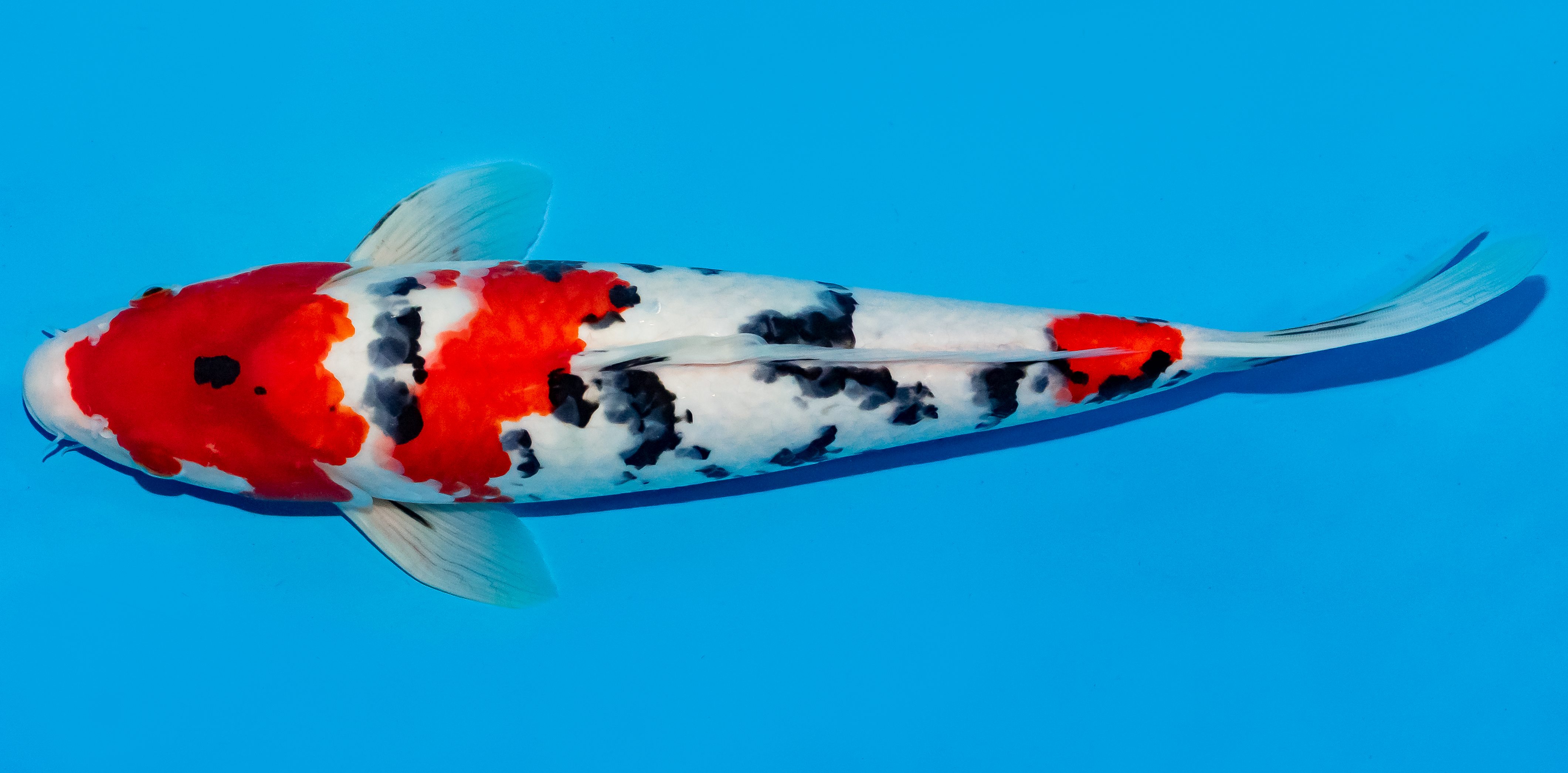 Koi 35-40cm Nr. 5004