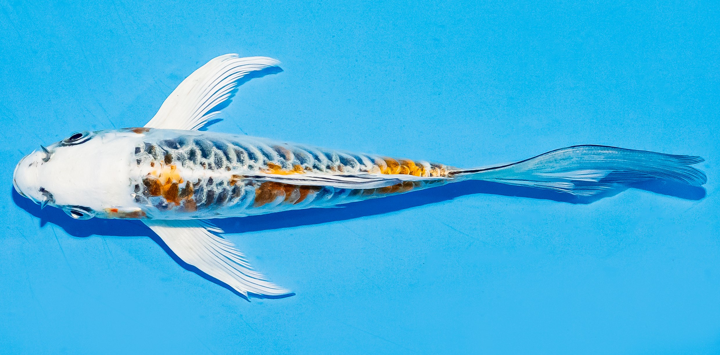 Butterfly Koi 17-20cm Nr. 5906