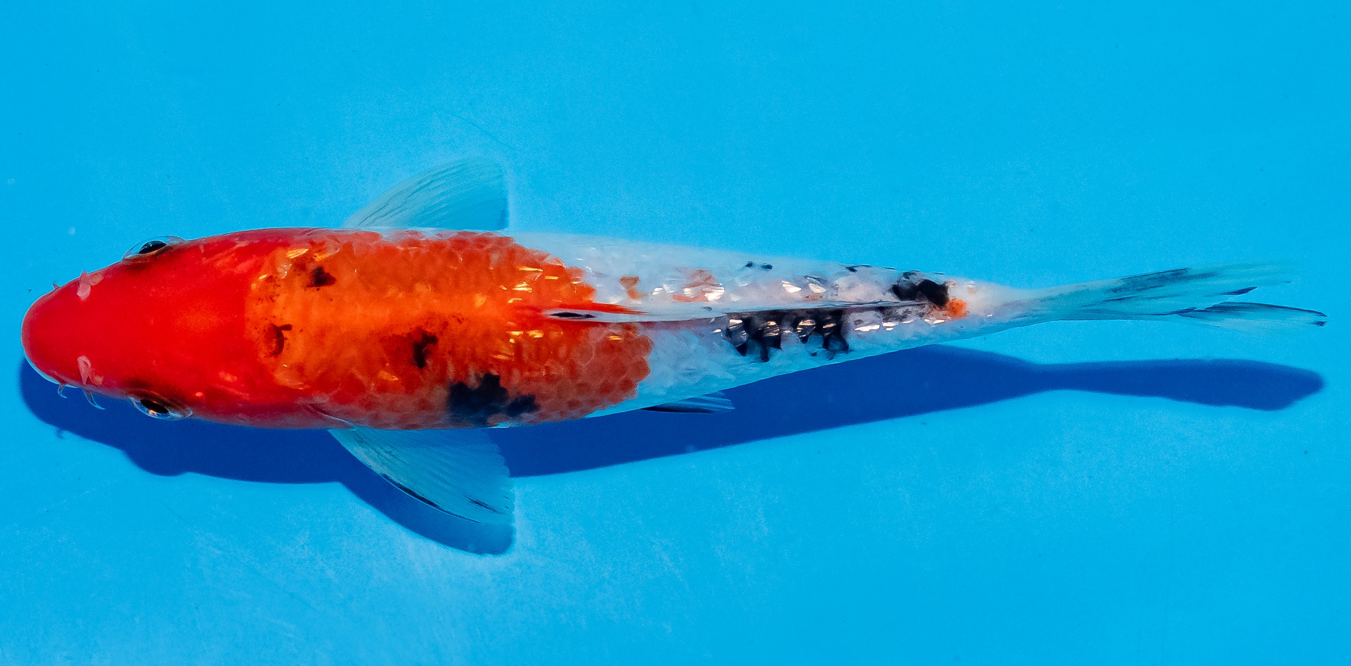 Koi 14-17cm Nr. 6190