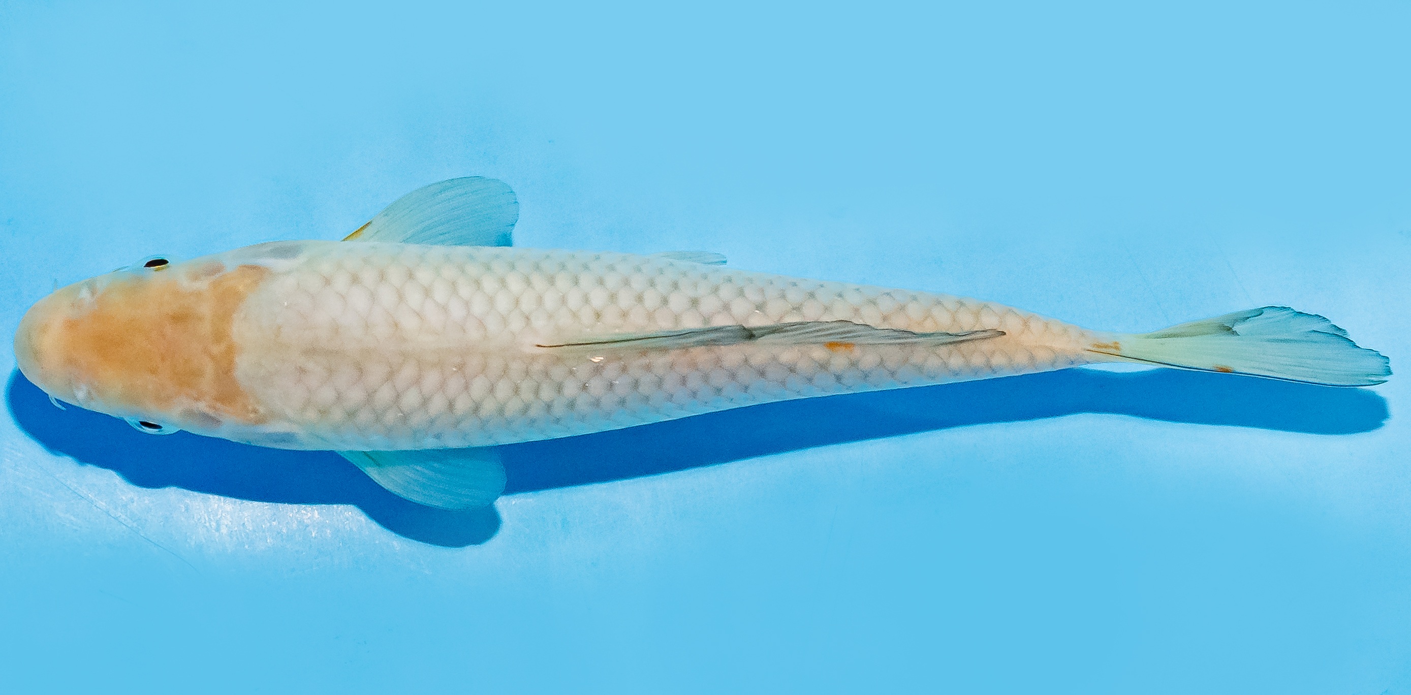 Koi 17-20cm Nr. 7145