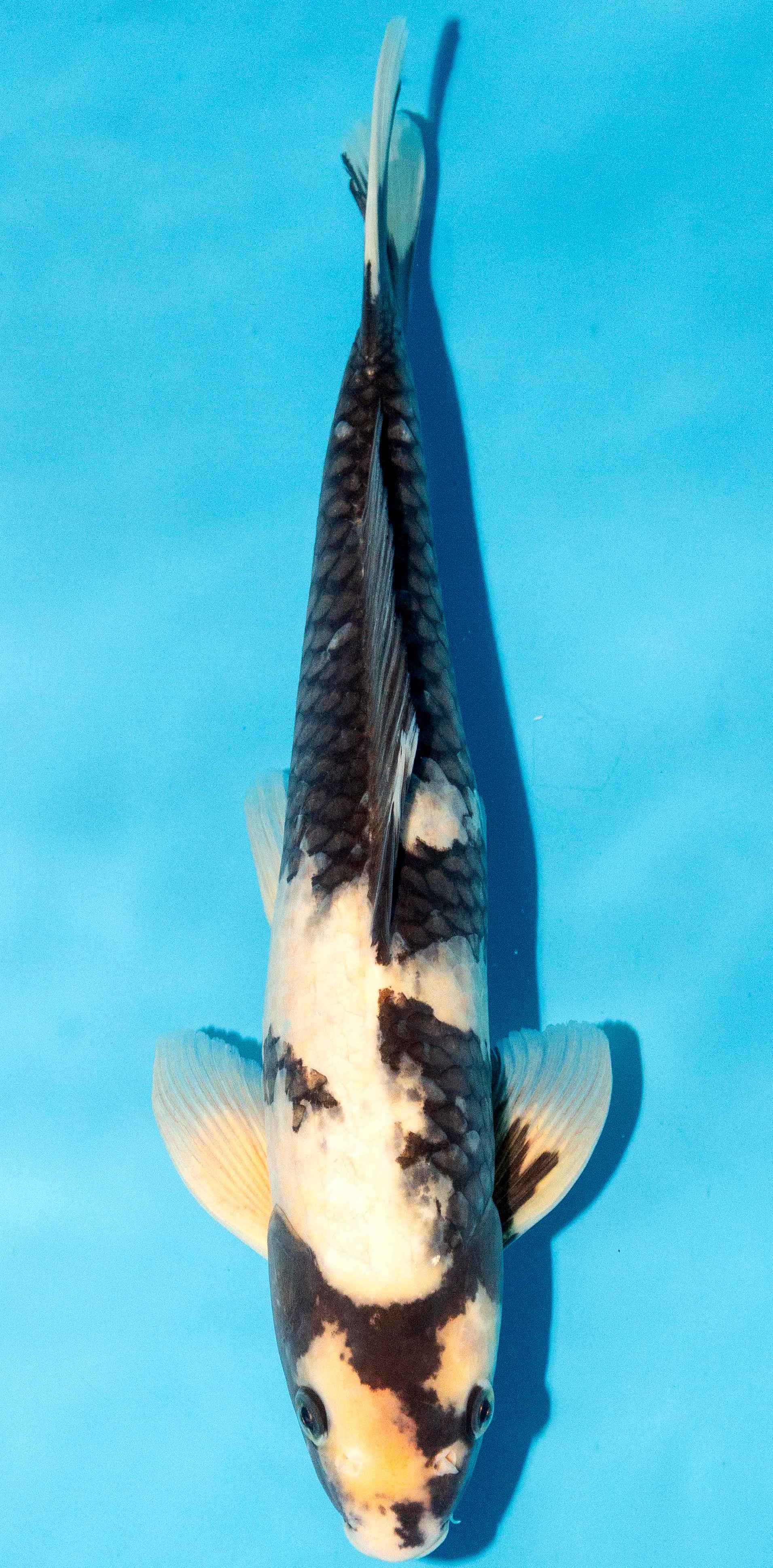 Koi 35-40cm Nr. 3860