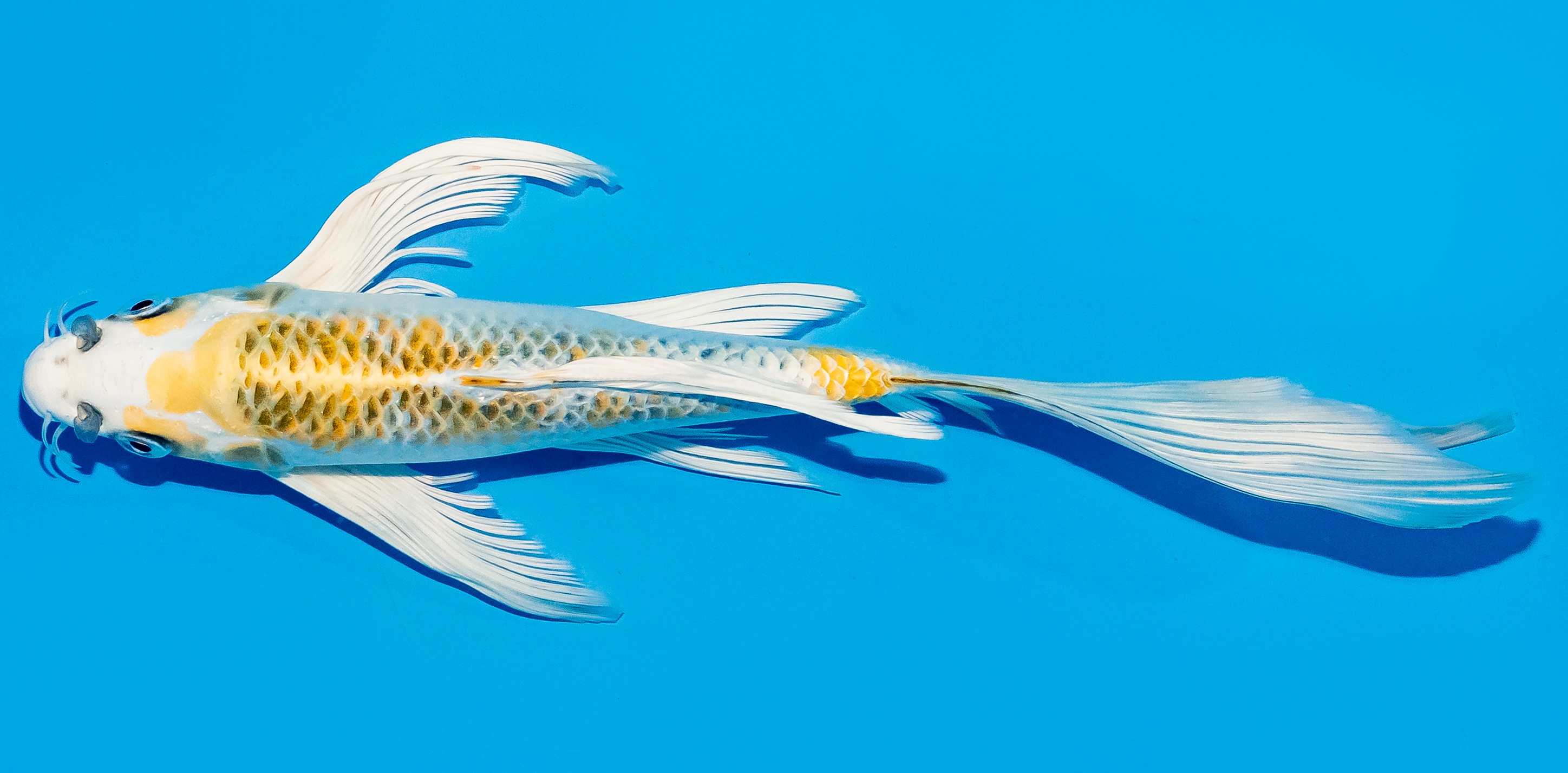 Butterfly Koi 20-25cm Nr. 5493