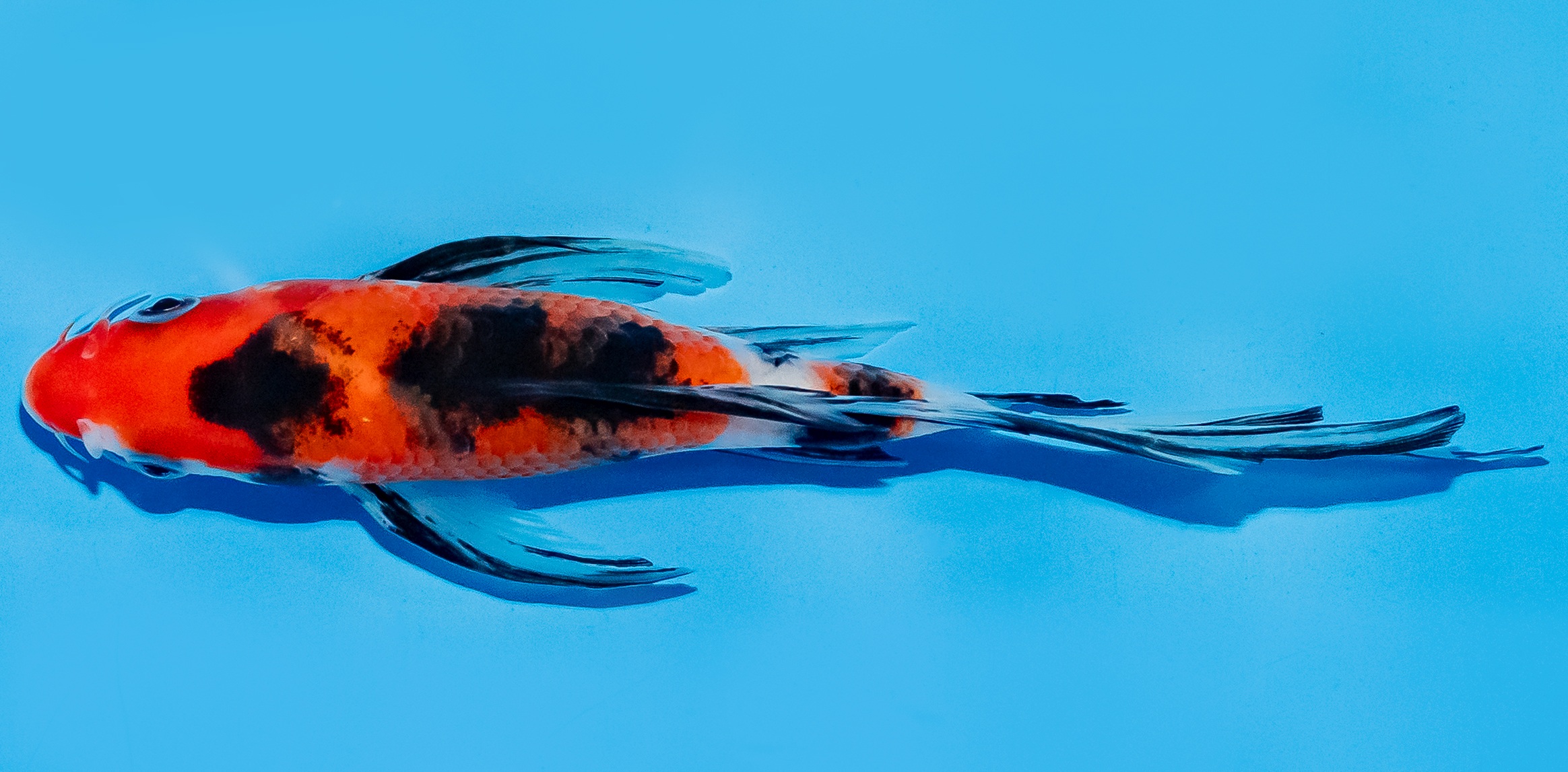 Butterfly Koi 14-17cm Nr. 7451