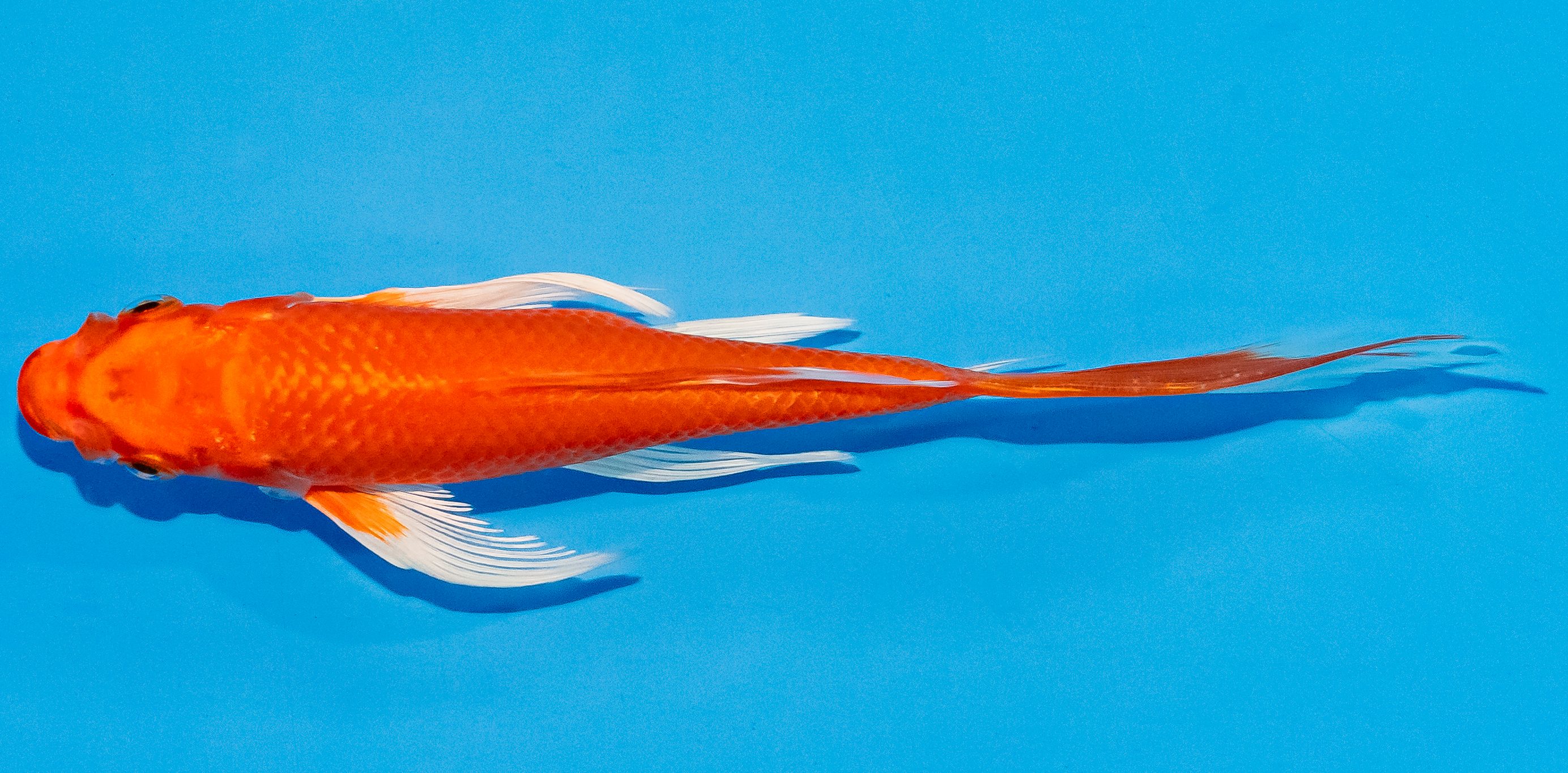 Butterfly Koi 14-17cm Nr. 3773
