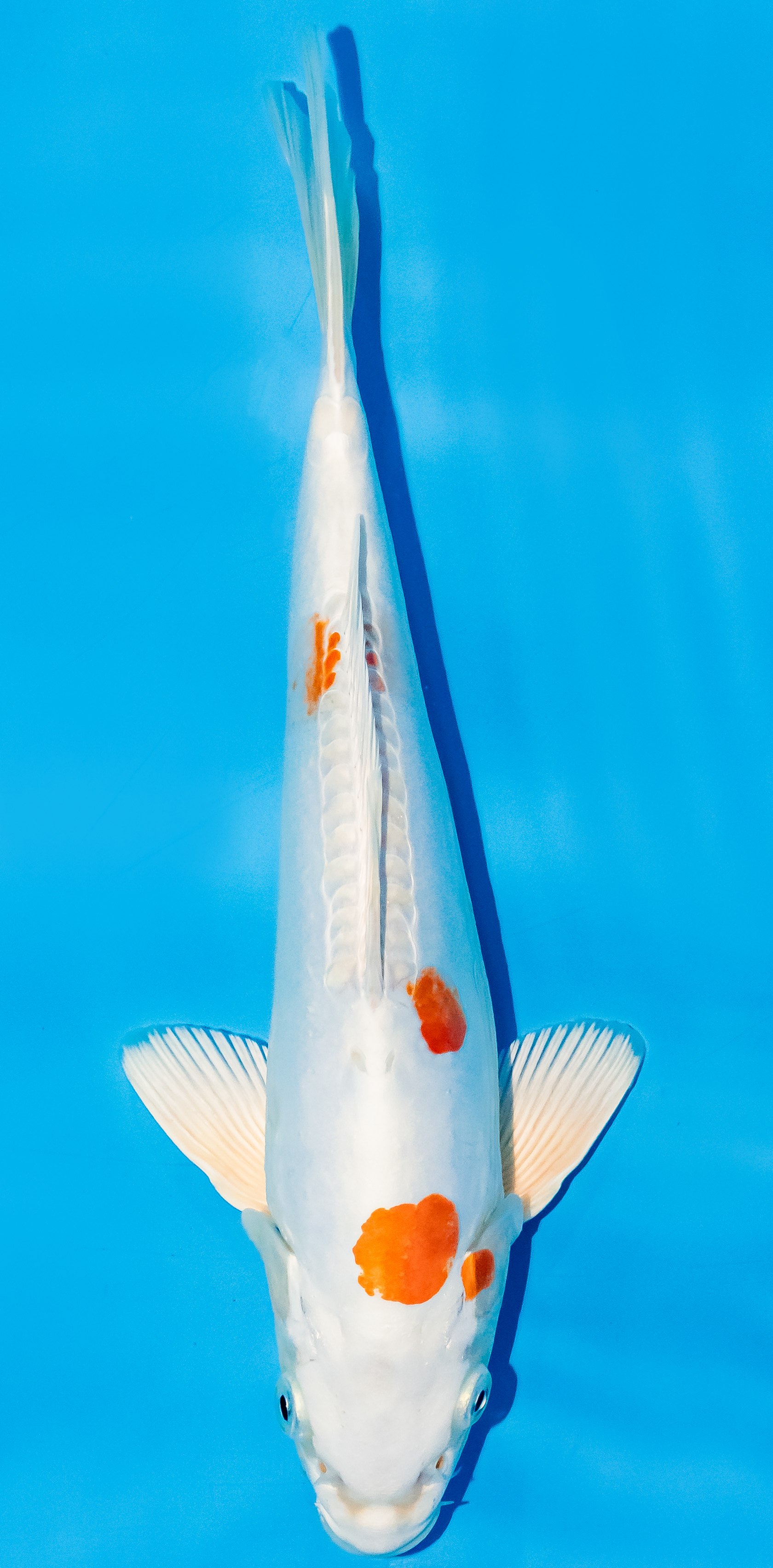 Koi 25-30cm Nr. 6257