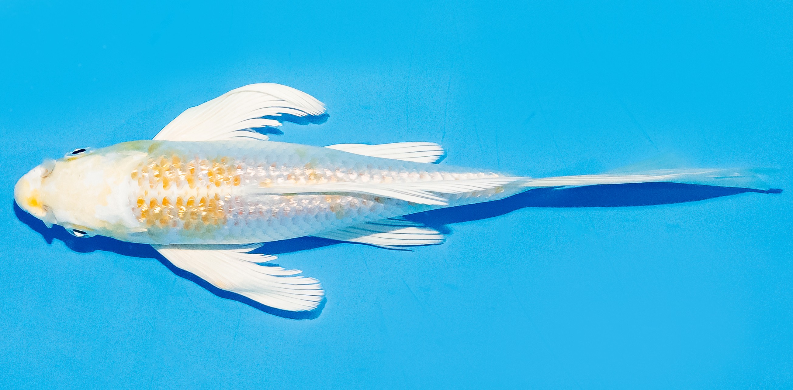 Butterfly Koi 20-25cm Nr. 5441