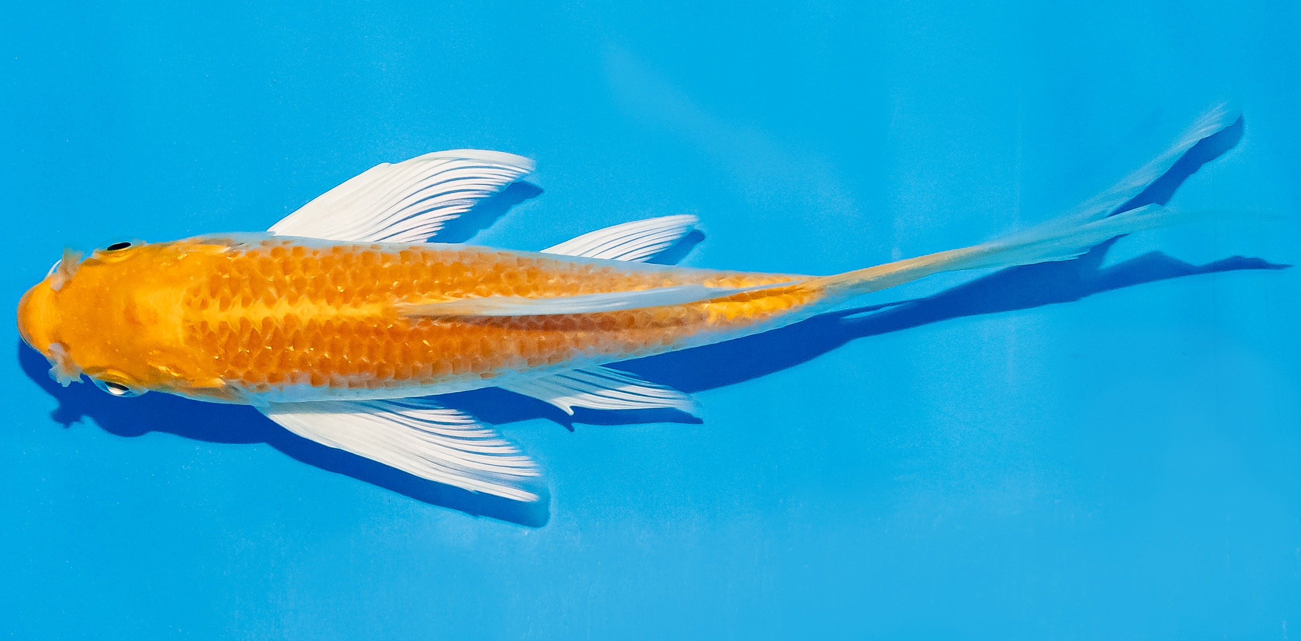 Butterfly Koi 14-17cm Nr. 2504