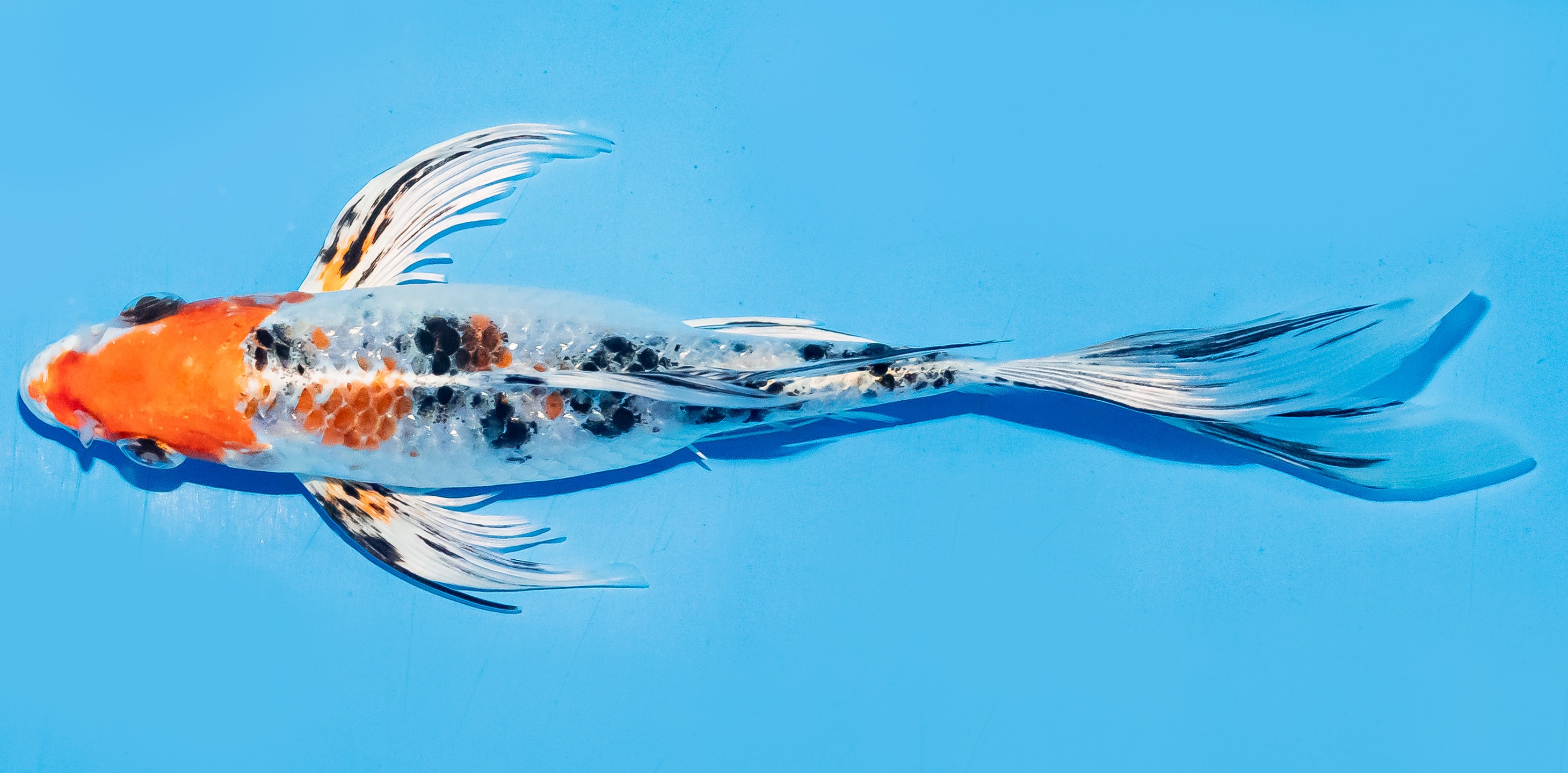 Butterfly Koi 17-20cm Nr. 6967