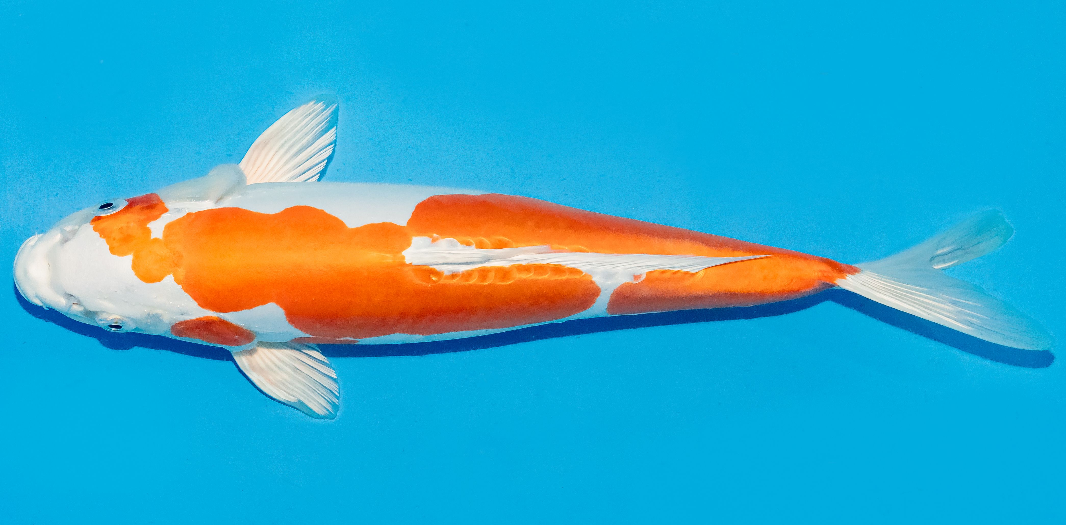 Koi 35-40cm Nr. 6733