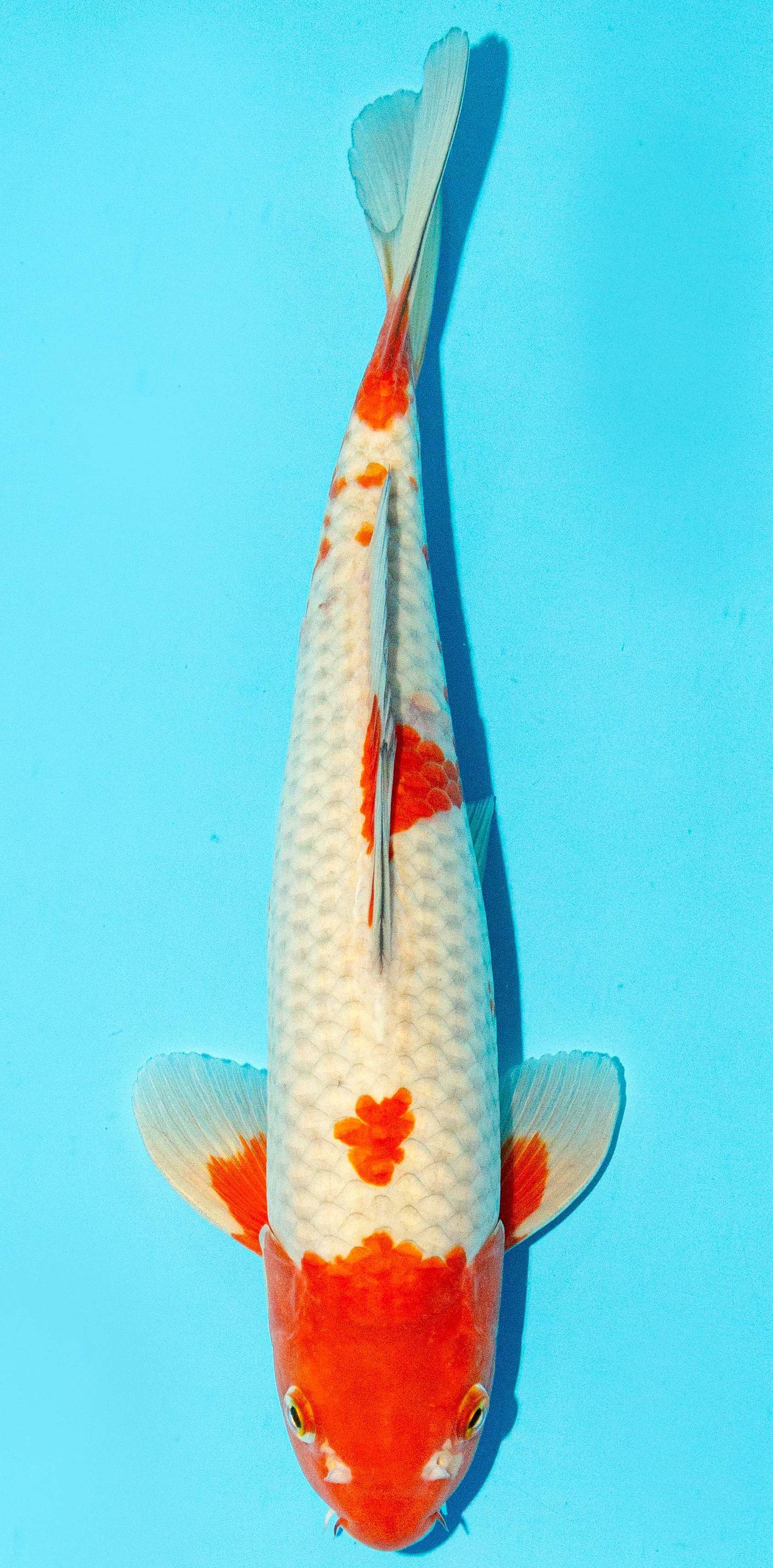 Koi 30-35cm Nr. 1015