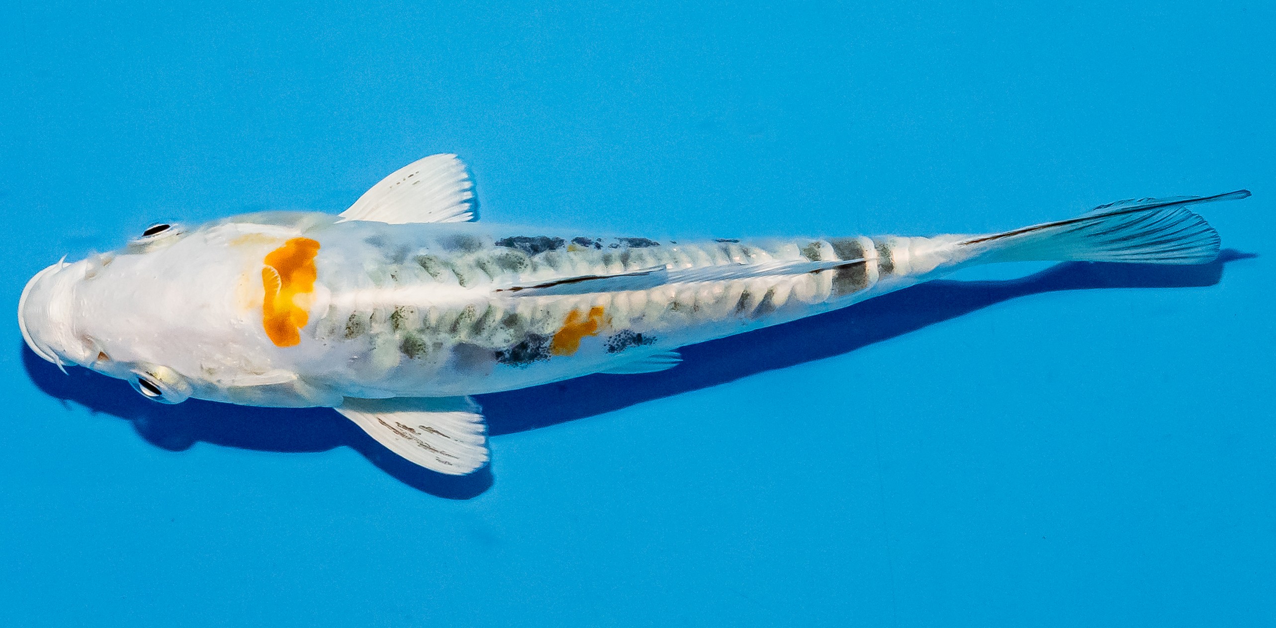 Koi 14-17cm Nr. 4709