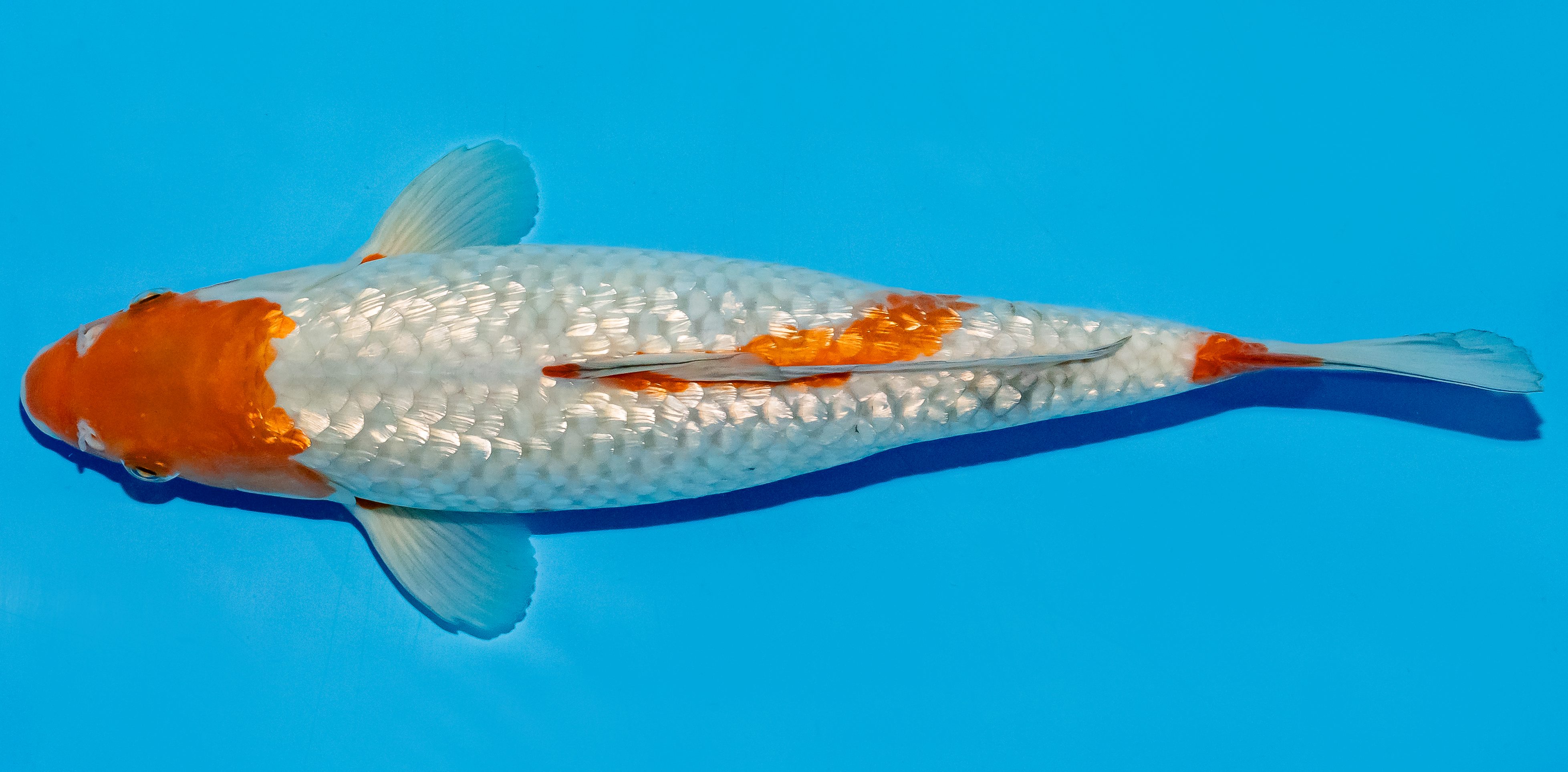 Koi 30-35cm Nr. 5117