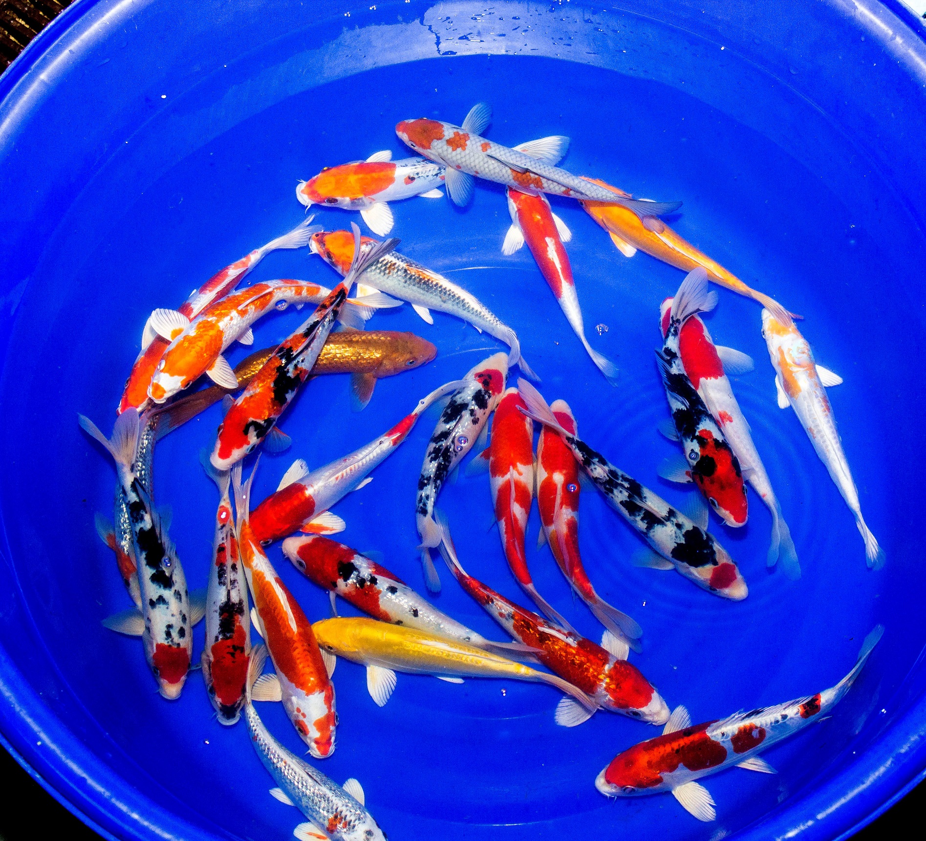 5x Koi high-quality 9-12cm "frachtfrei"