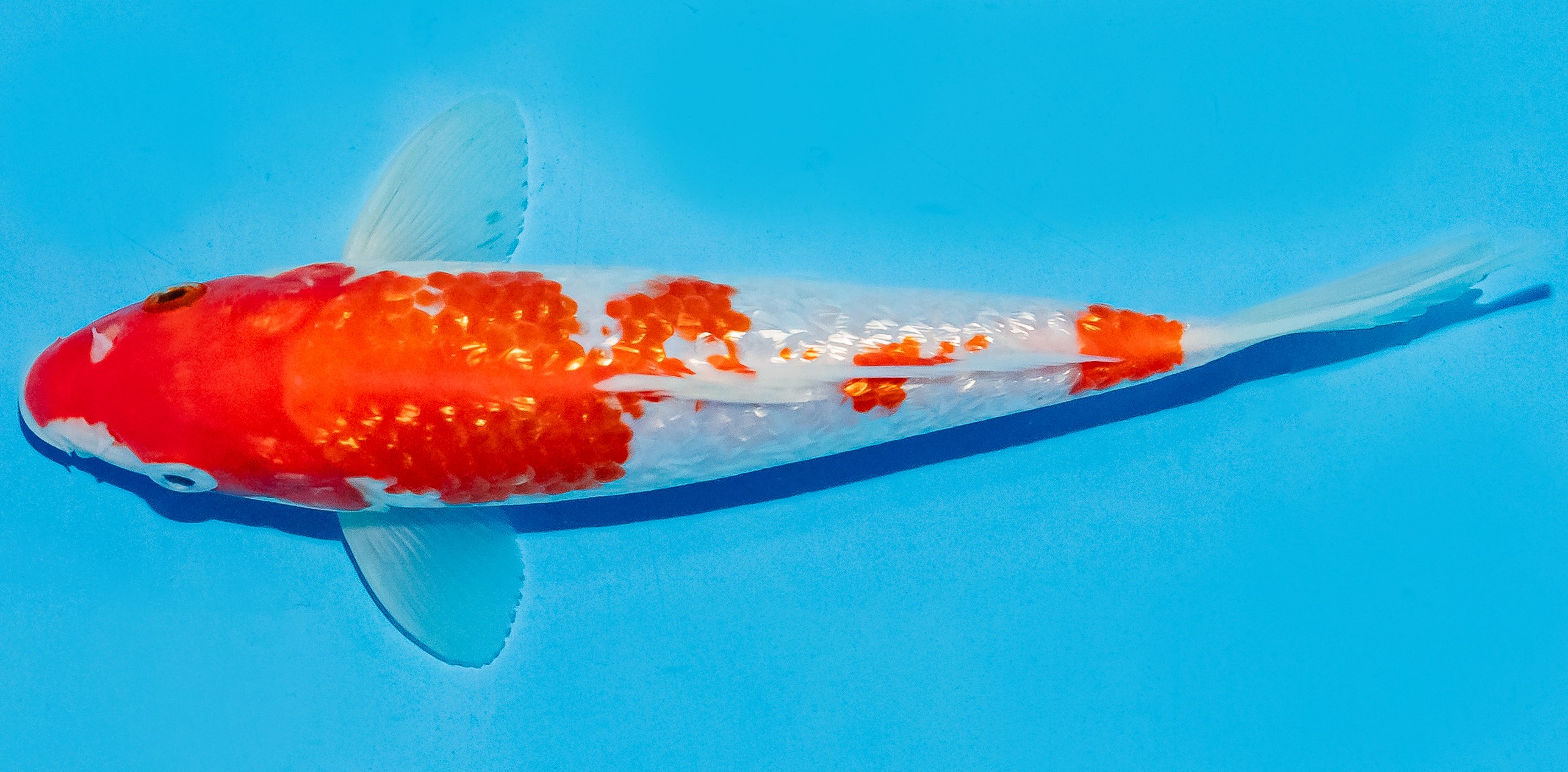 Koi 20-25cm Nr. 6007