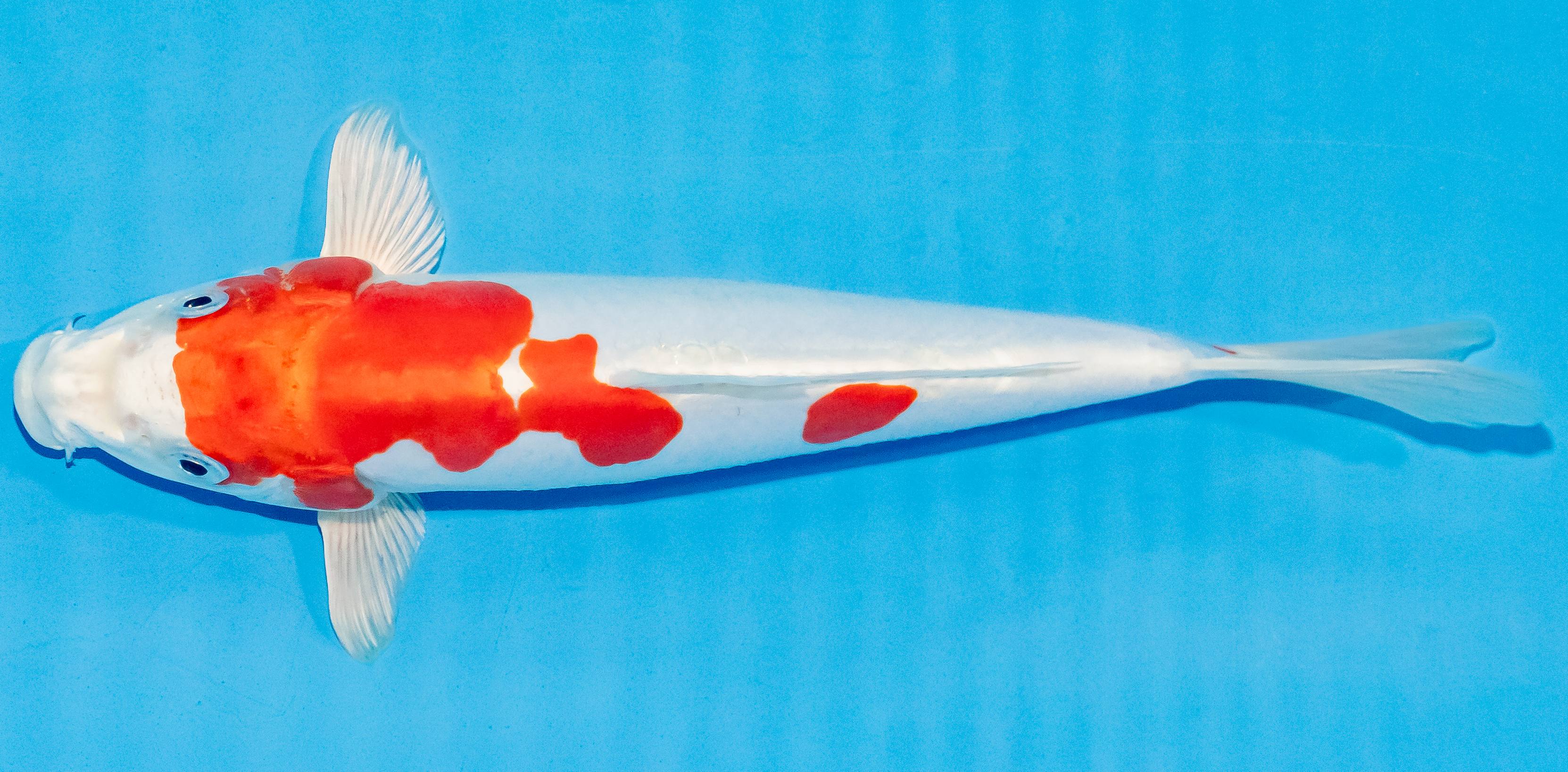 Koi 25-30cm Nr. 4225