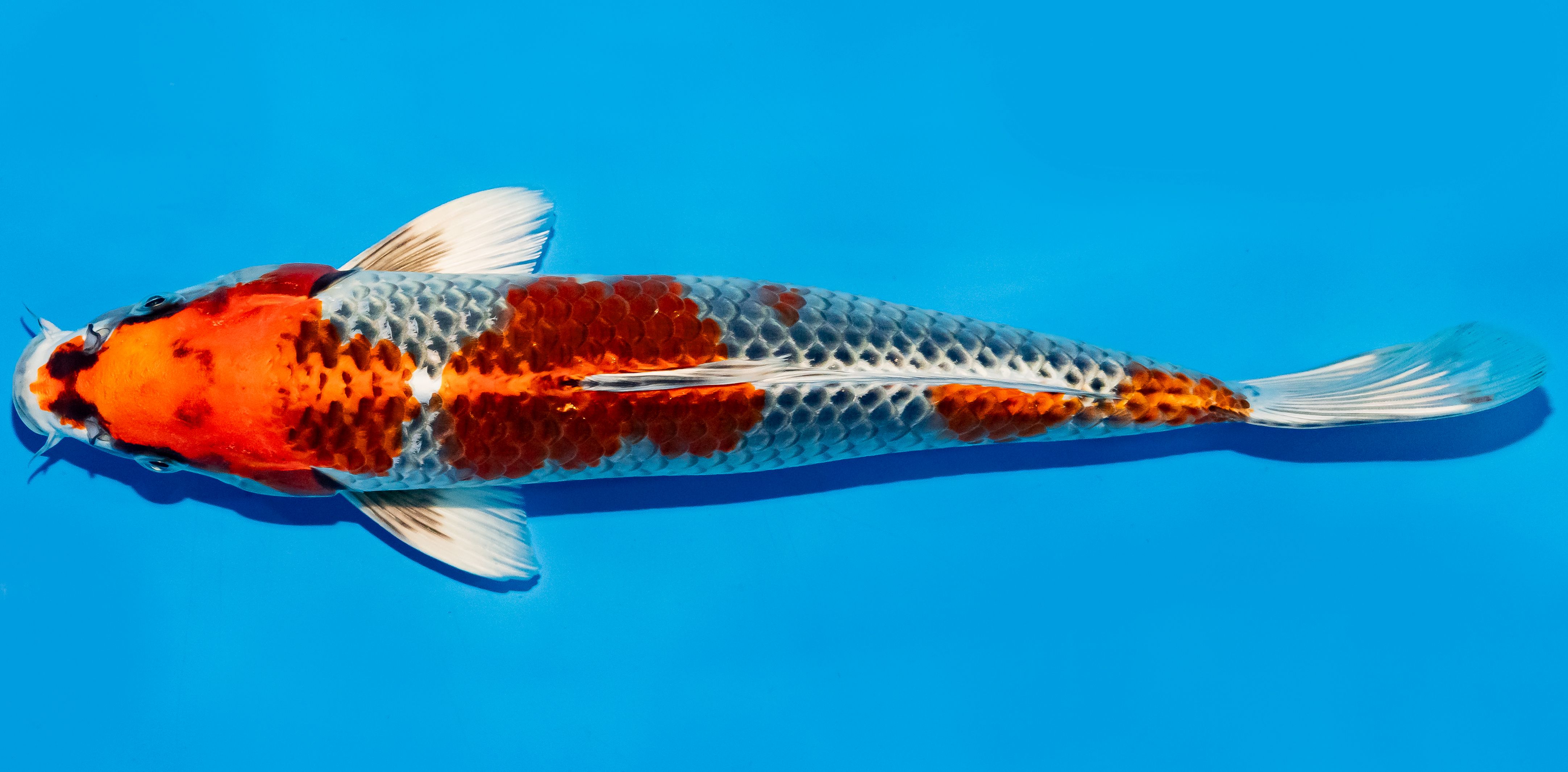 Koi 30-35cm Nr. 5113