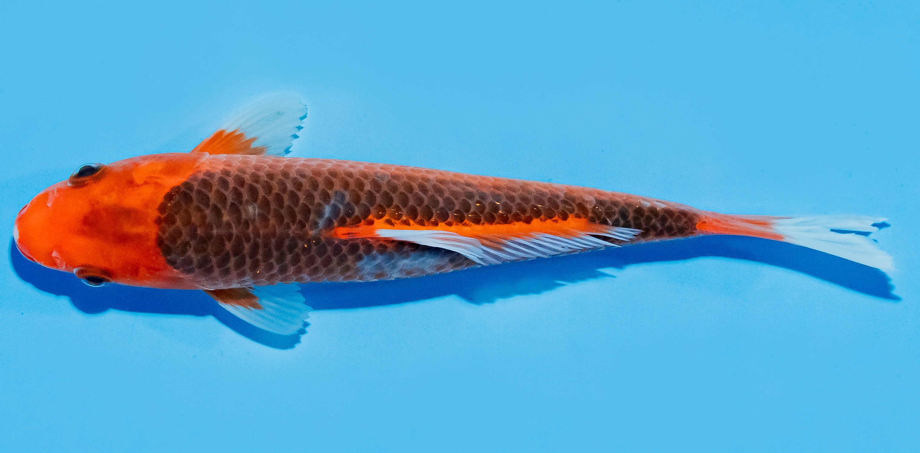 Koi 20-25cm Nr. 7518