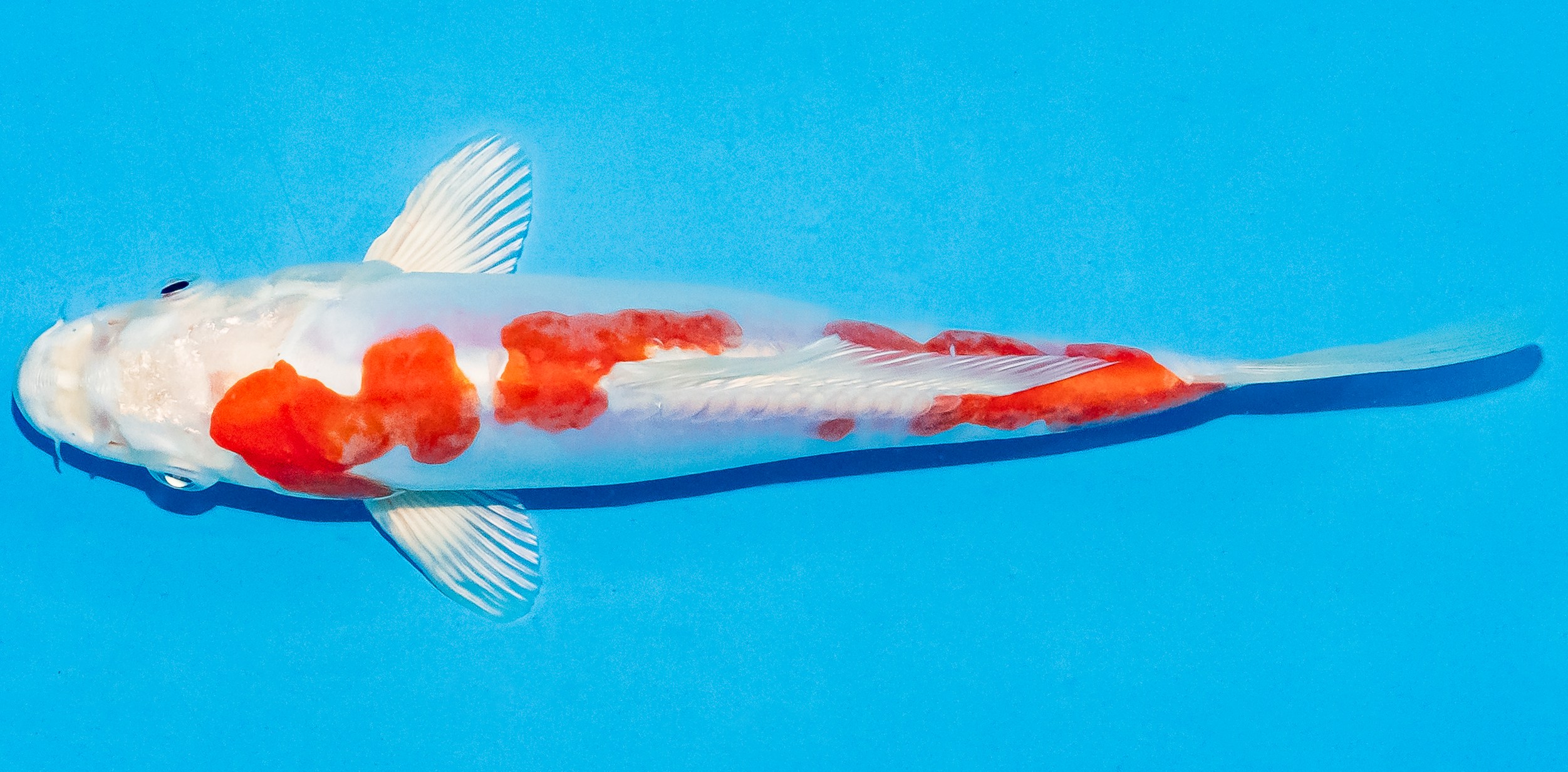 Koi 20-25cm Nr. 6014