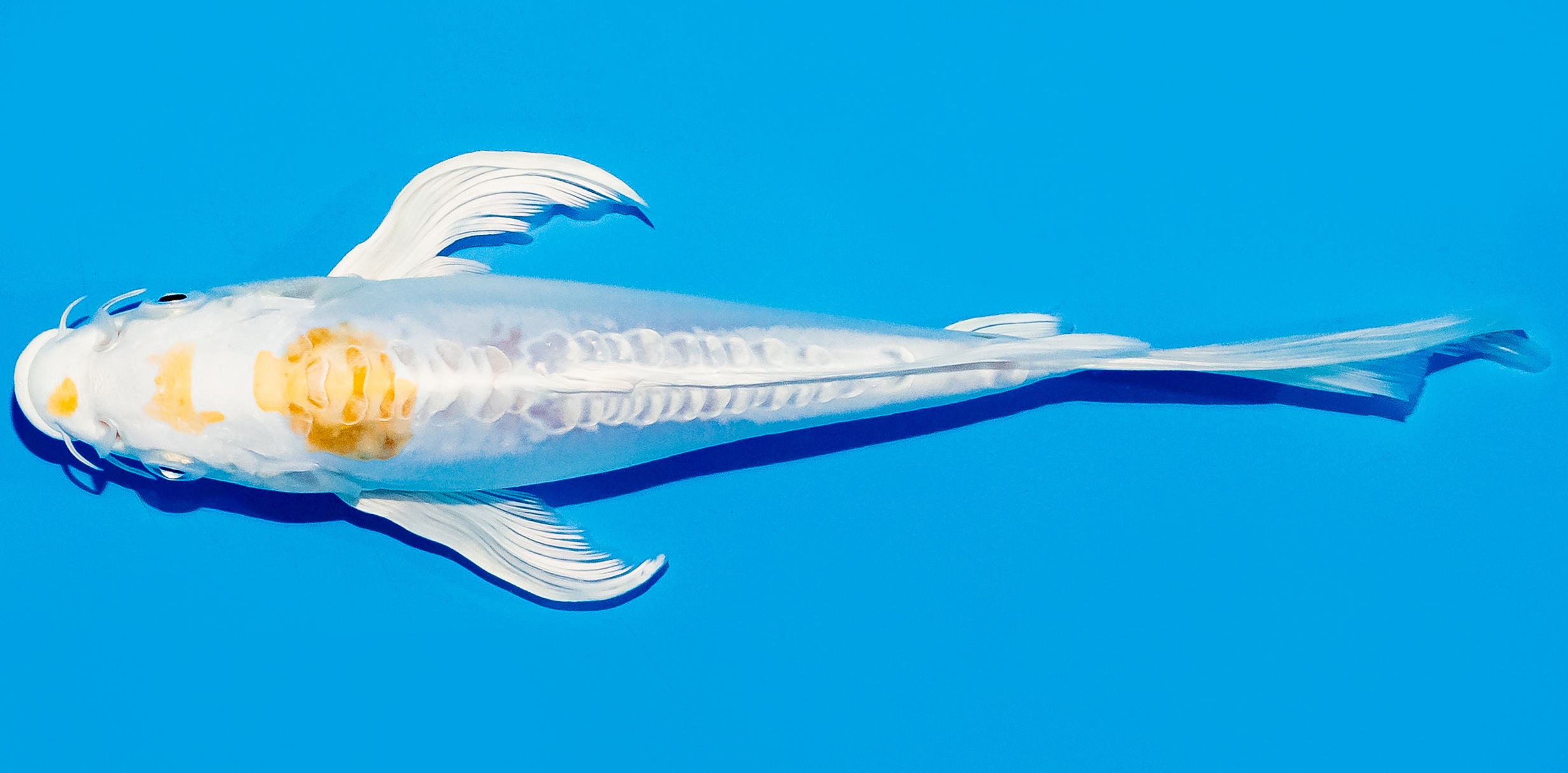 Butterfly Koi 20-25cm Nr. 5508