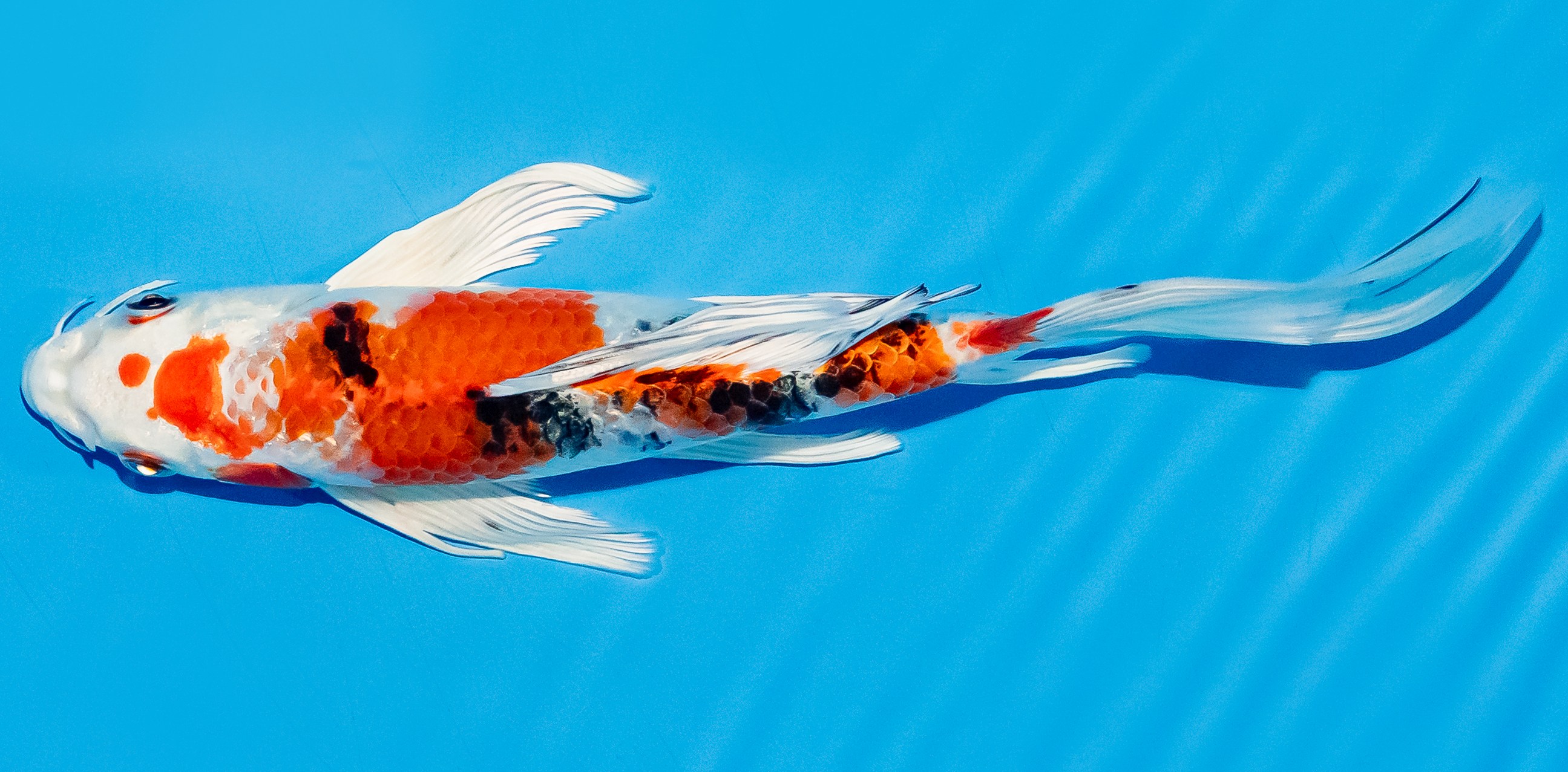 Butterfly Koi 20-25cm Nr. 5401