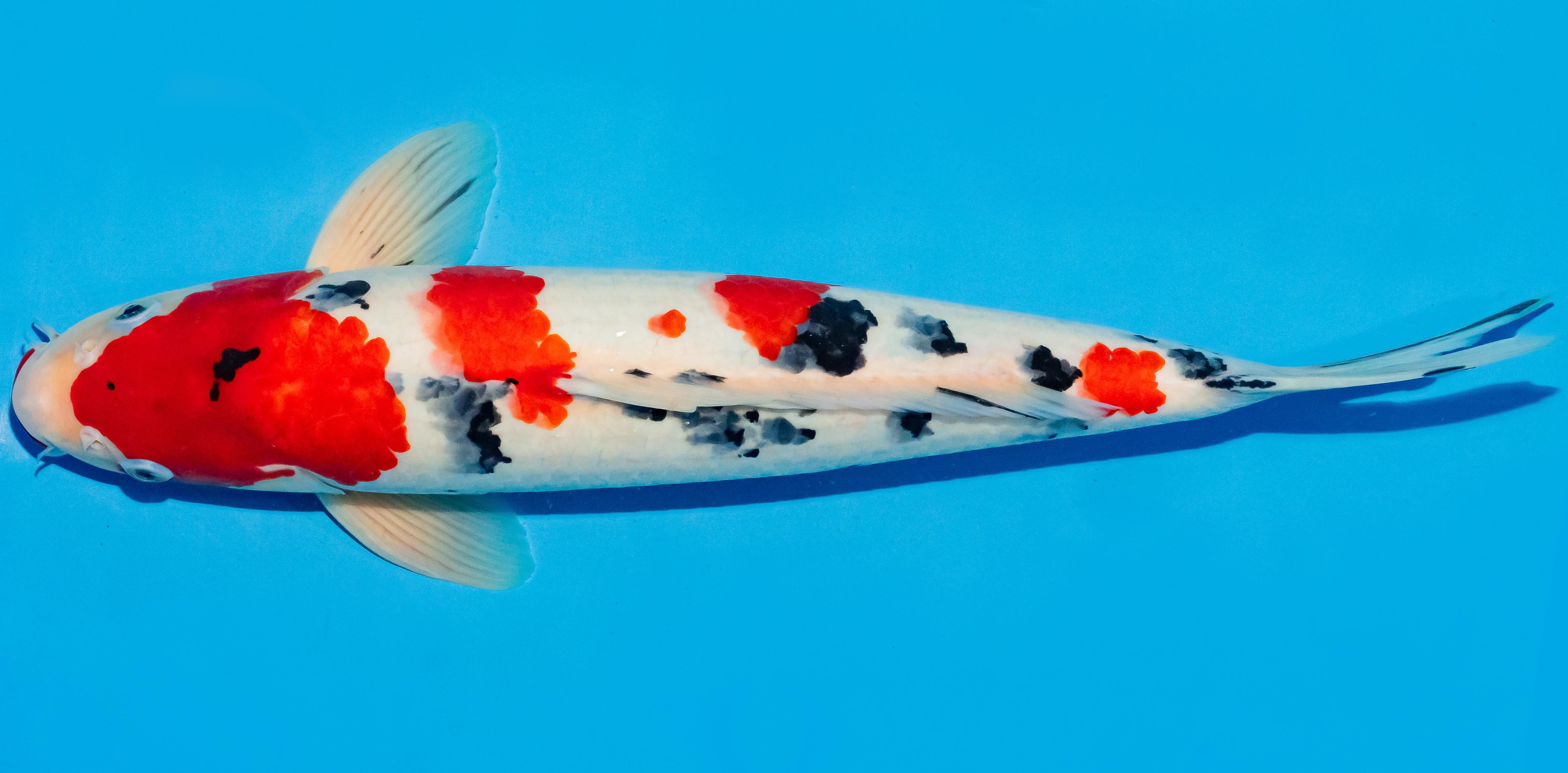 Koi 35-40cm Nr. 5005