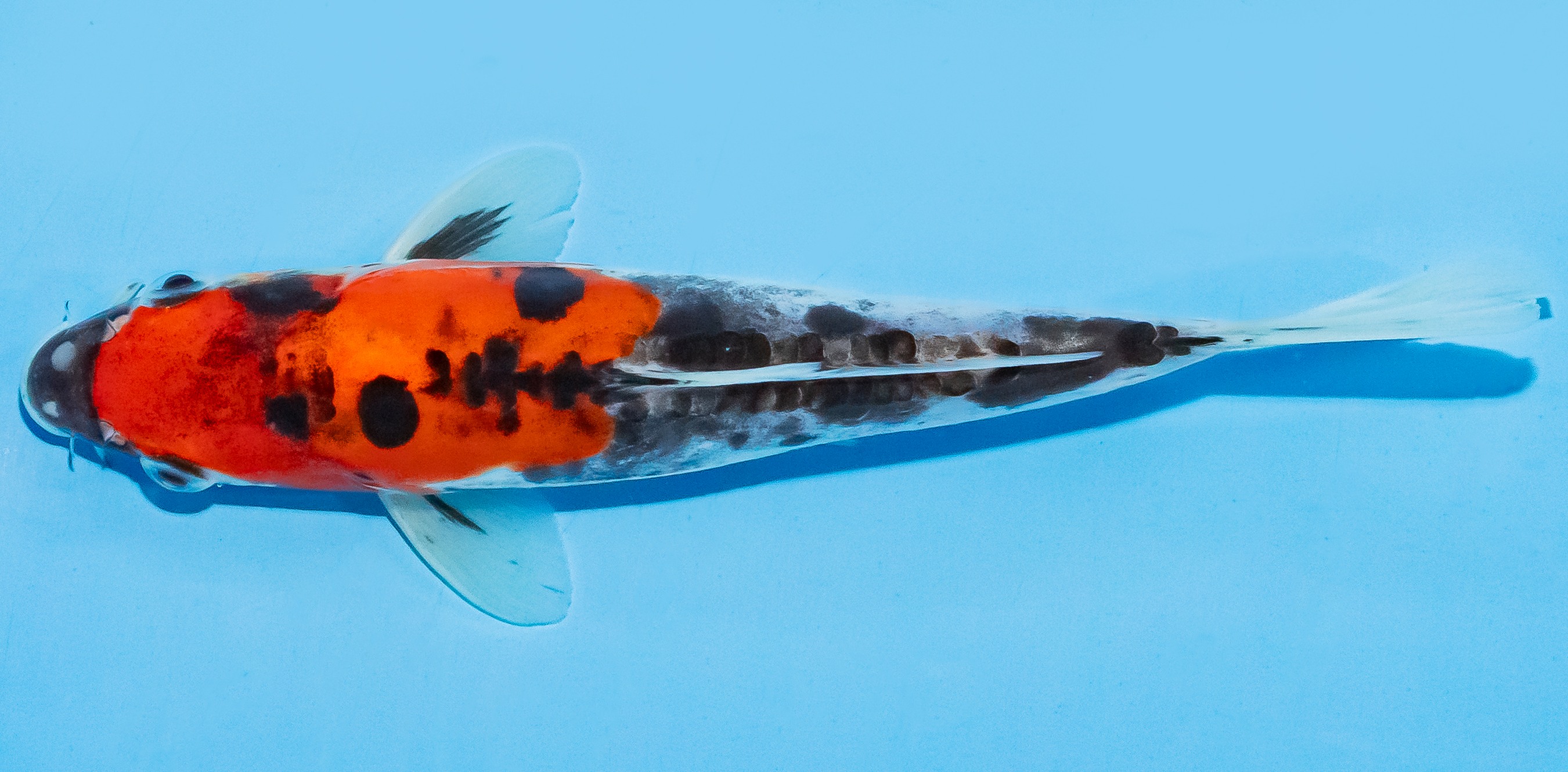 Koi 17-20cm Nr. 7159