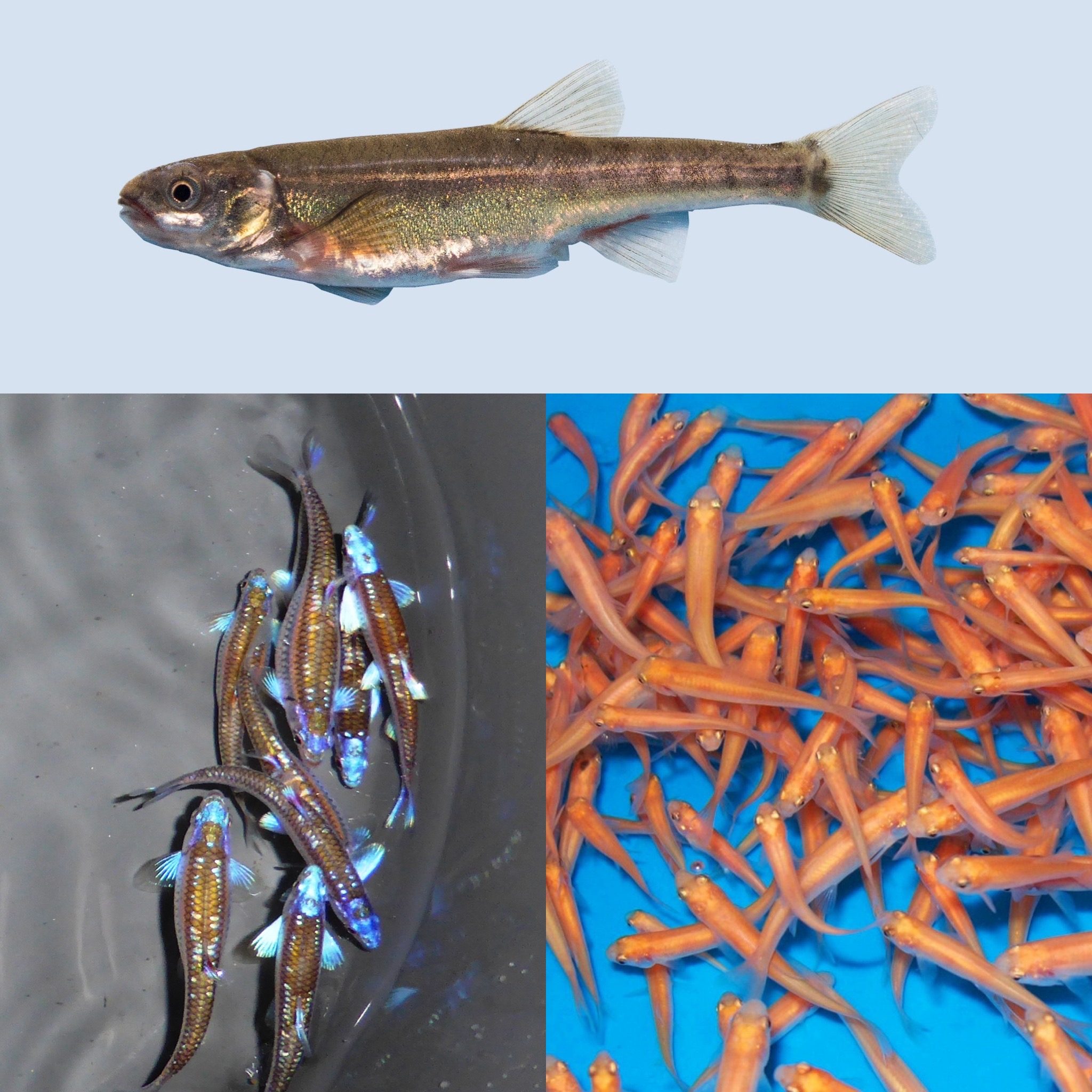 10xElritze, 10xGoldelritze, 10xRegenbogenelritze "frachtfrei"