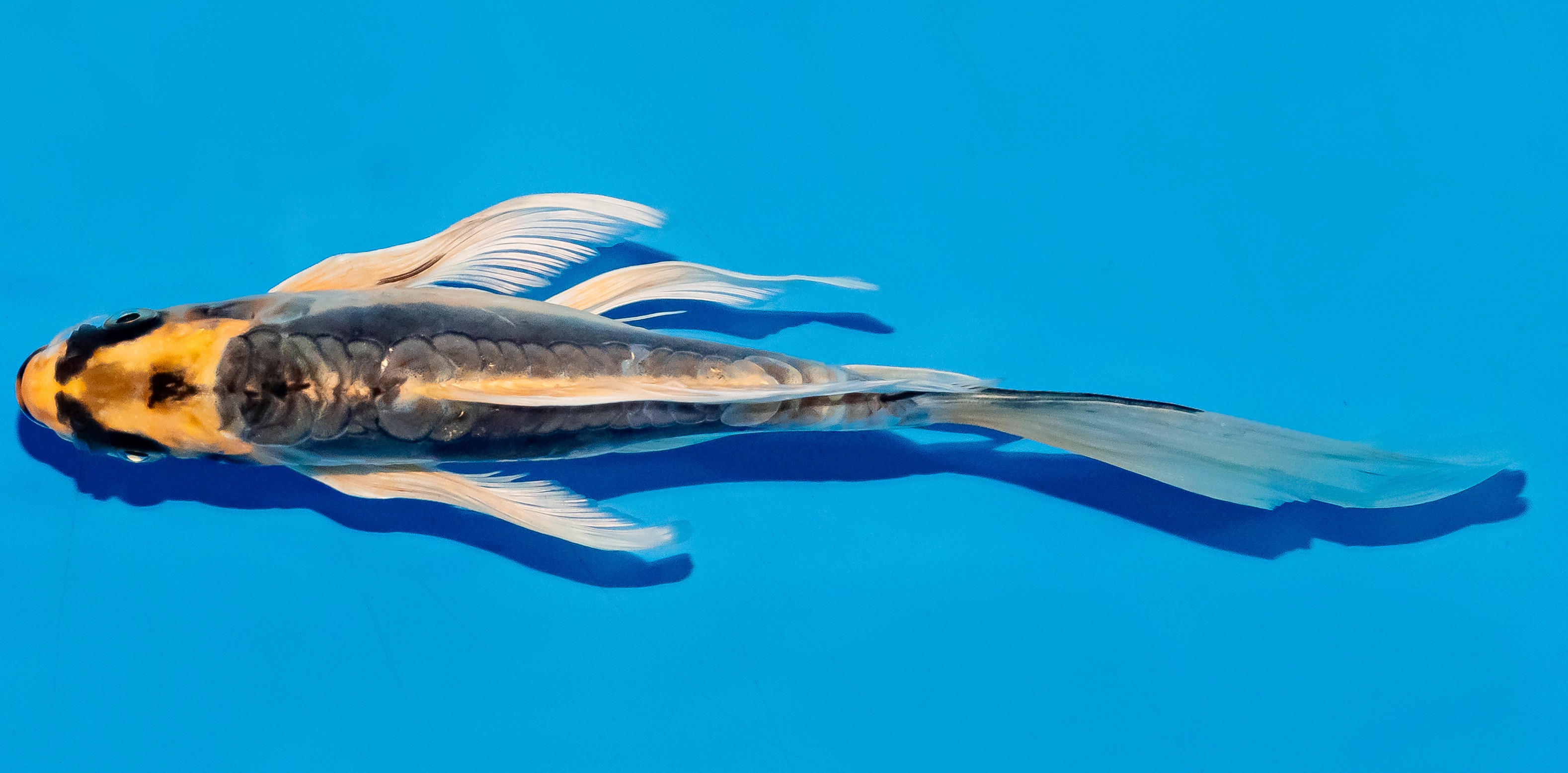 Butterfly Koi 25-30cm Nr. 5637