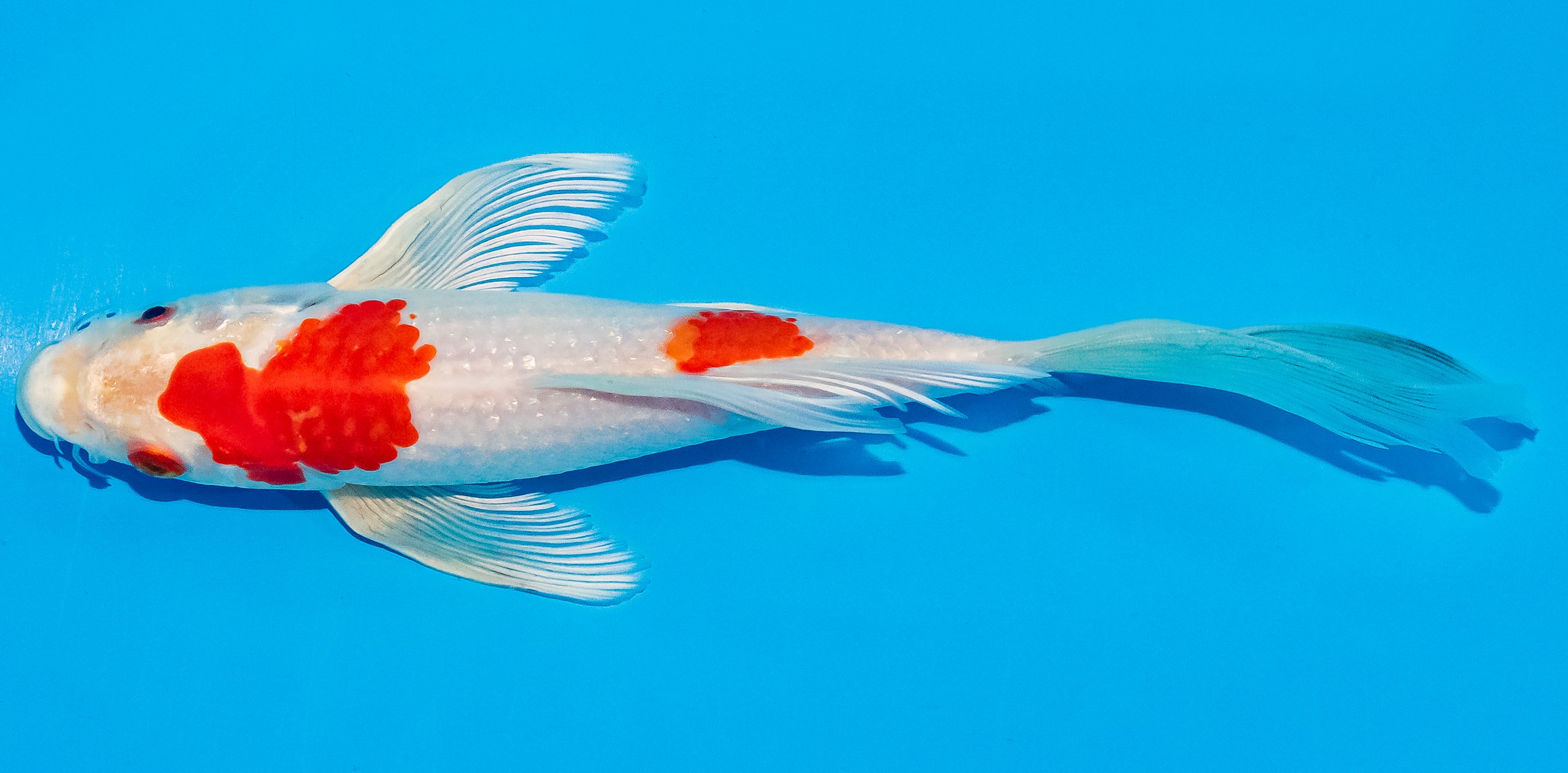 Butterfly Koi 20-25cm Nr. 3408