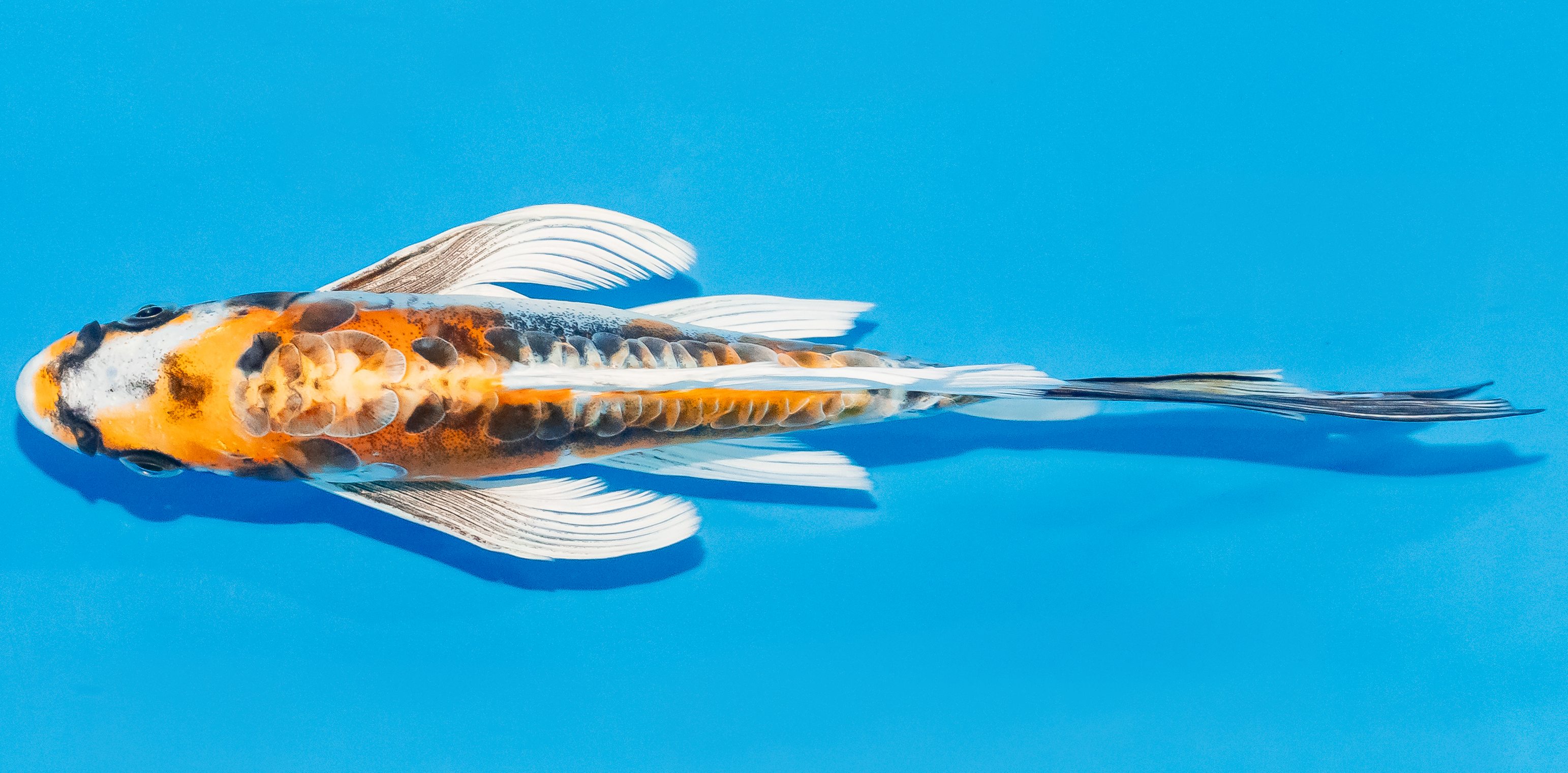 Butterfly Koi 20-25cm Nr. 3363