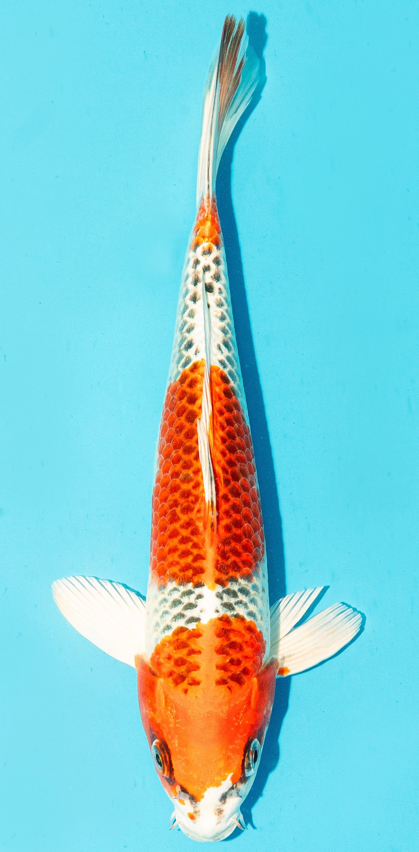 Koi 25-30cm Nr. 3051