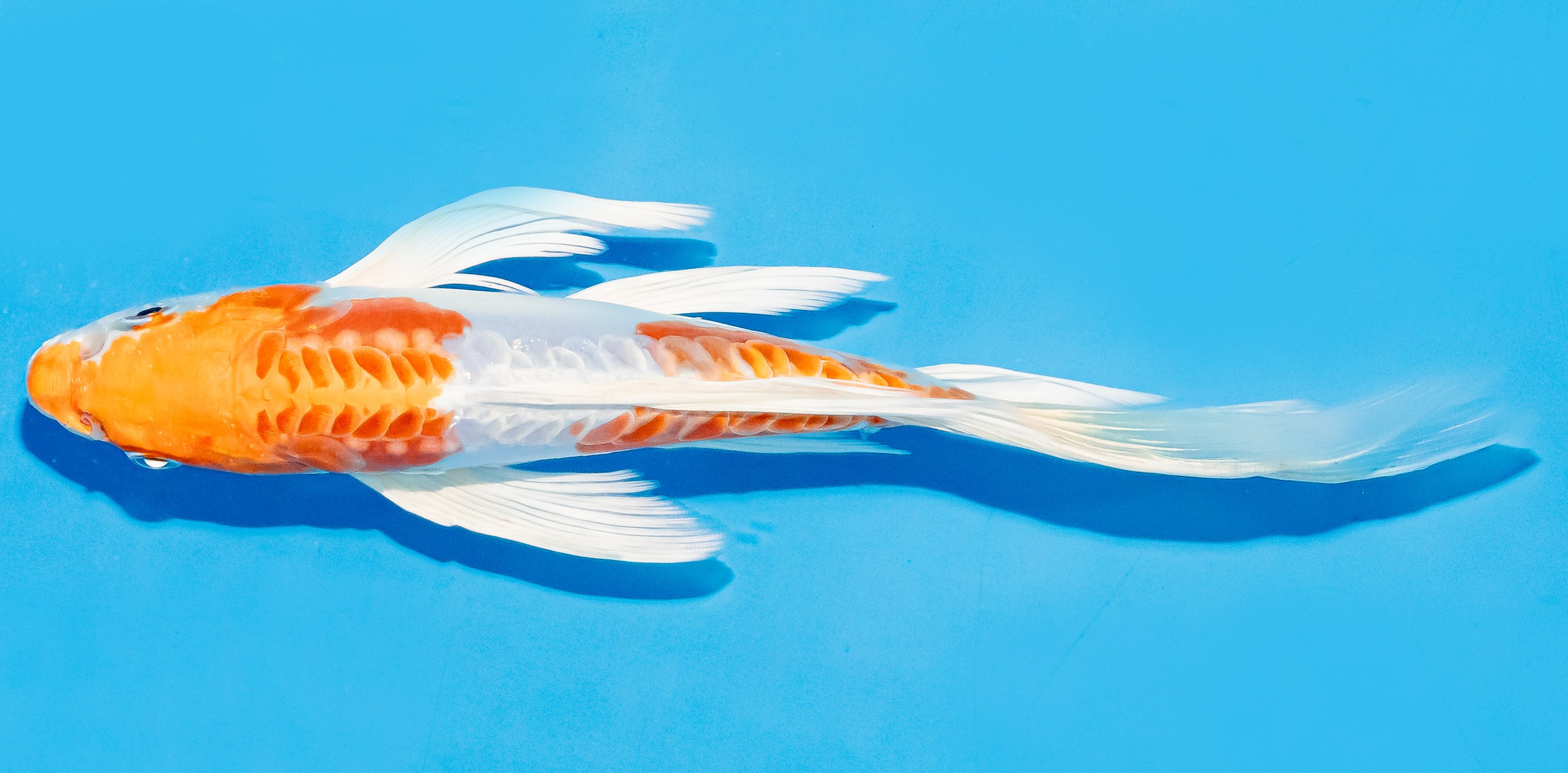 Butterfly Koi 20-25cm Nr. 7323