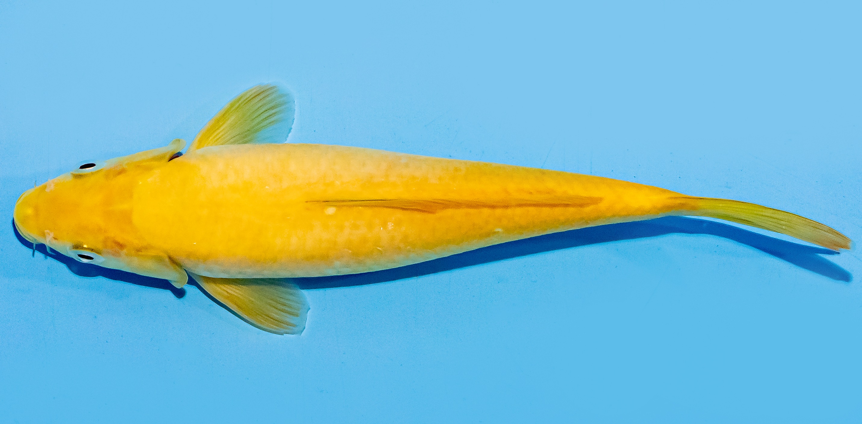 Koi 20-25cm Nr. 7535